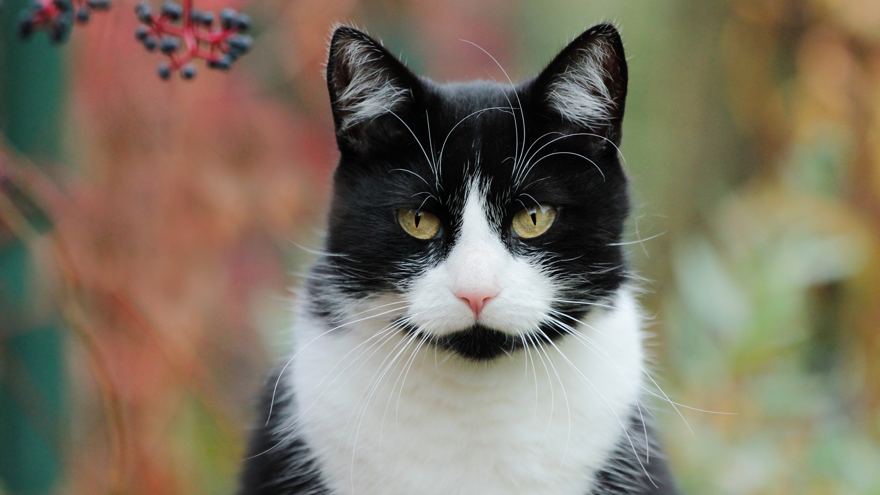 Laden Sie das Tiere, Katzen, Katze, Starren-Bild kostenlos auf Ihren PC-Desktop herunter