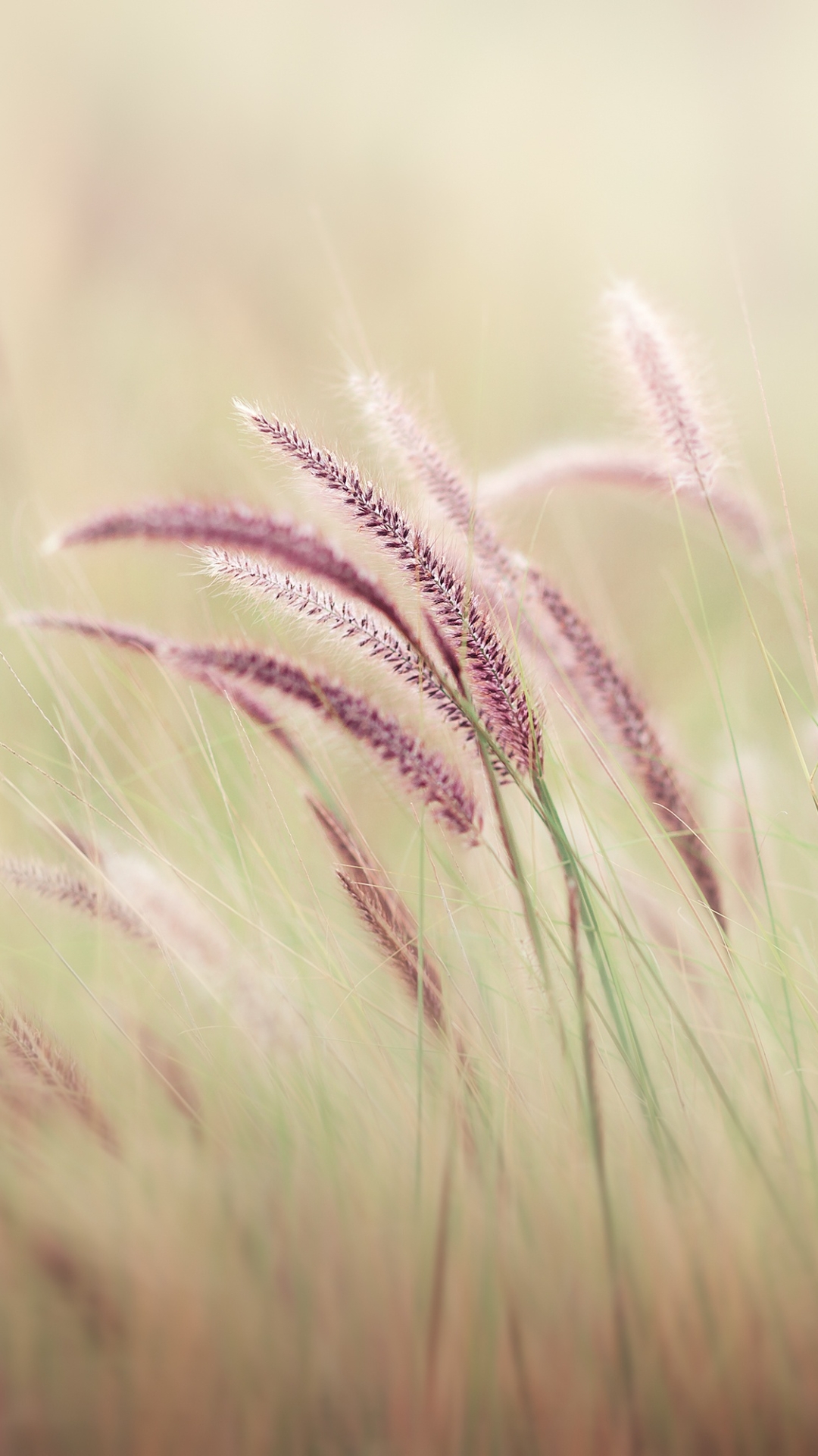 Handy-Wallpaper Natur, Erde/natur, Planze kostenlos herunterladen.