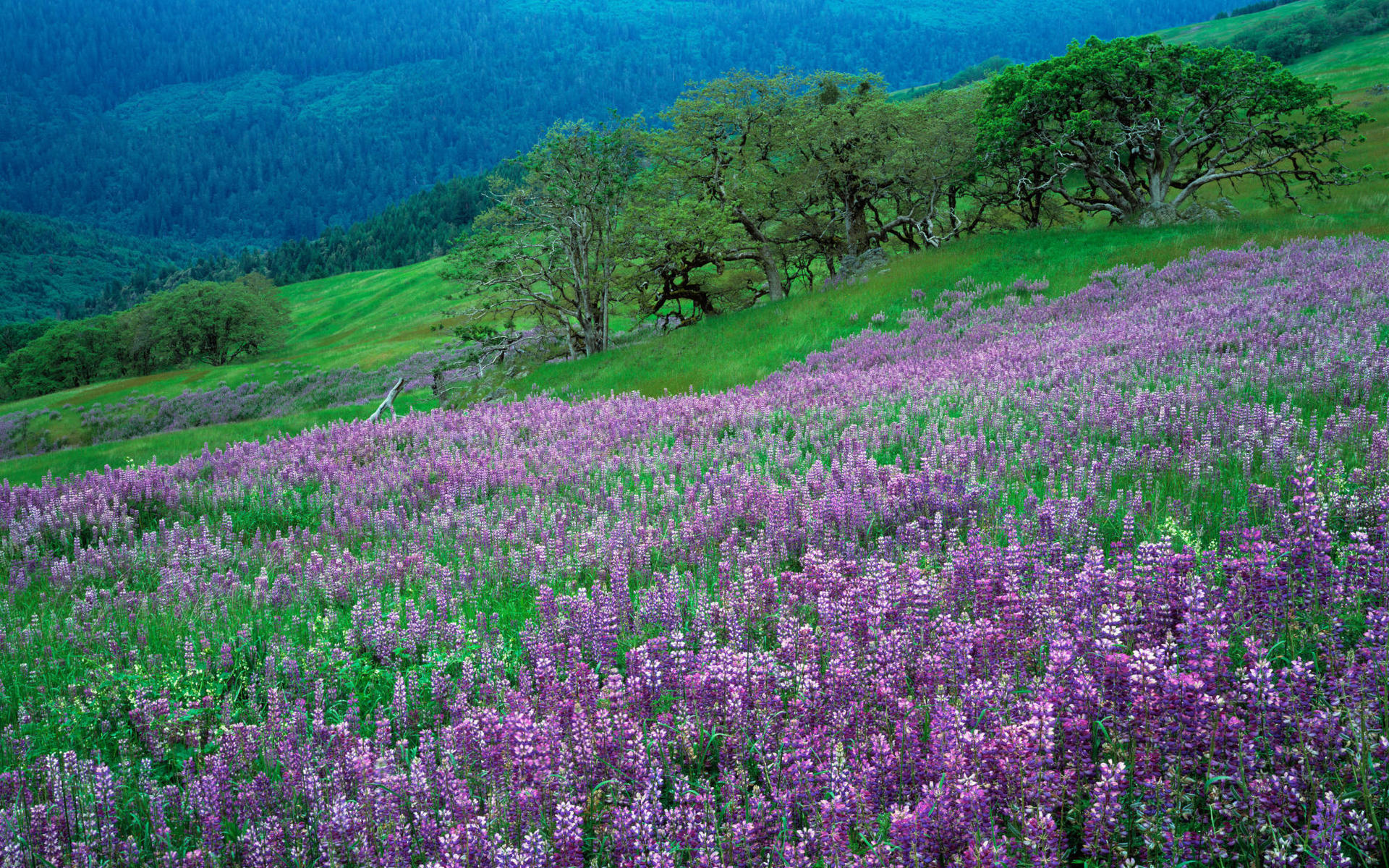 Laden Sie das Landschaft, Blumen-Bild kostenlos auf Ihren PC-Desktop herunter