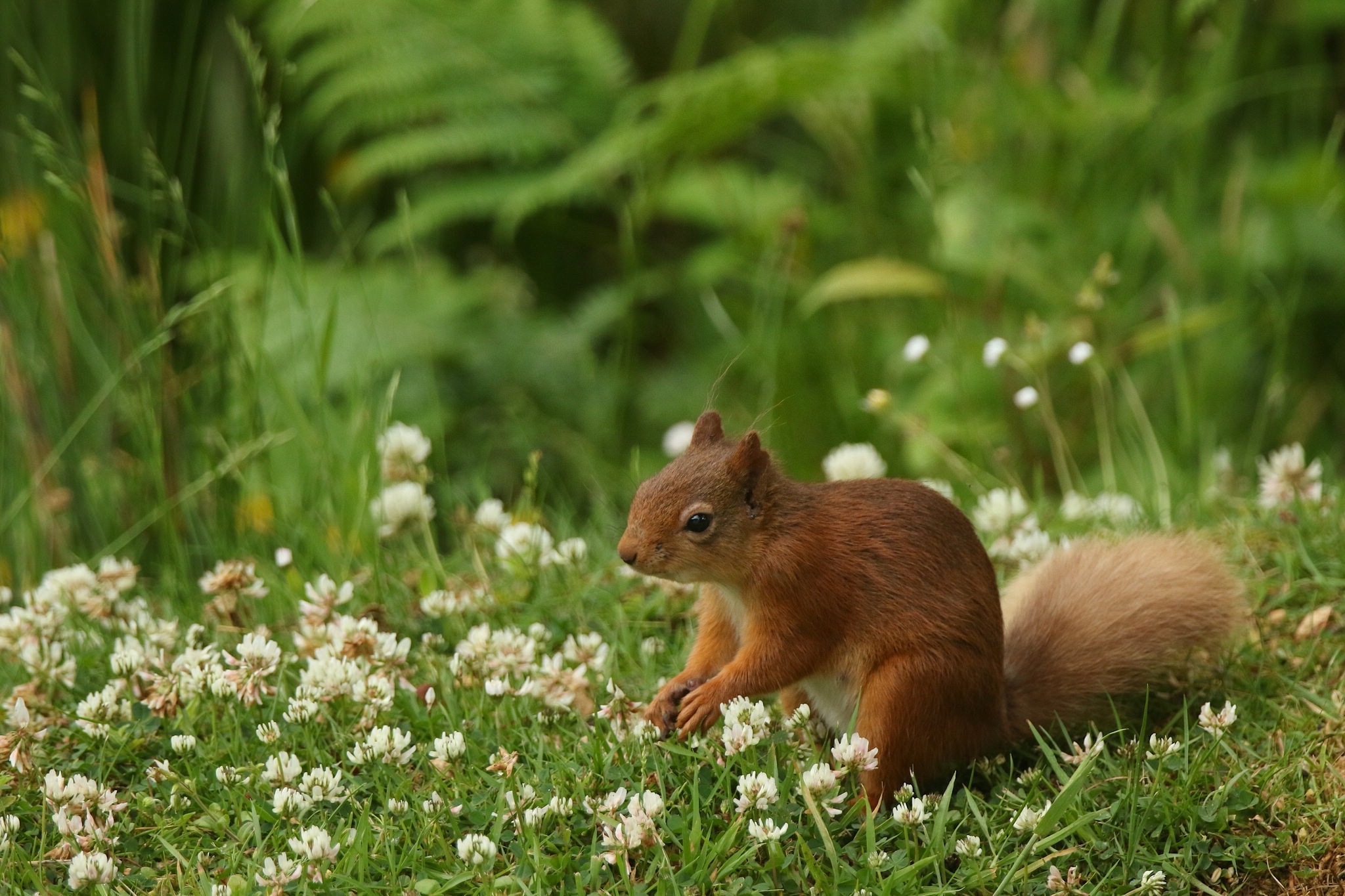 Download mobile wallpaper Squirrel, Grass, Animal for free.