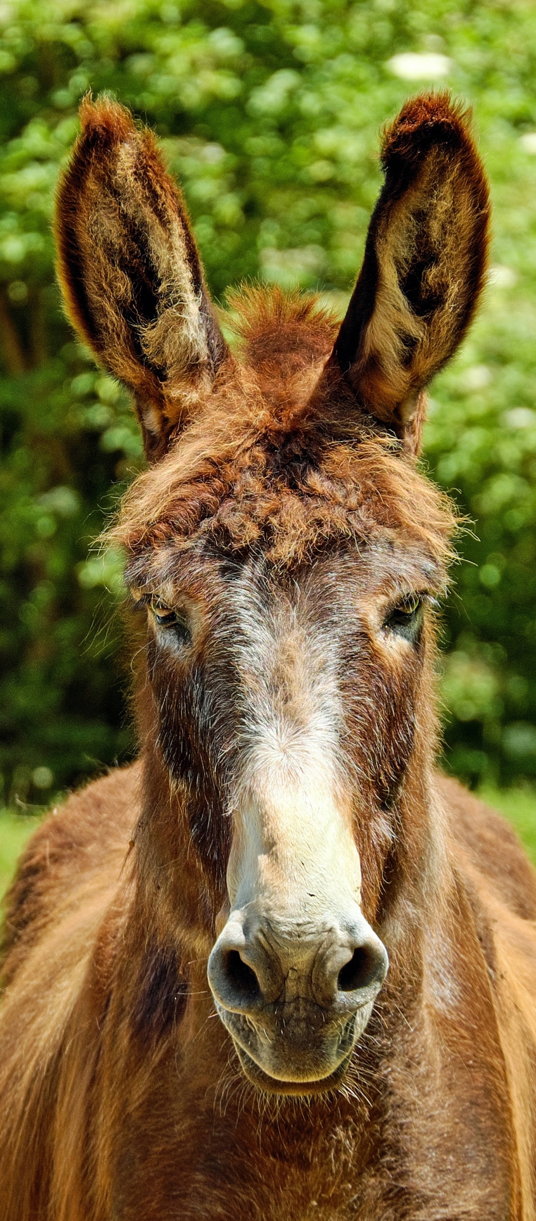 Download mobile wallpaper Animal, Donkey for free.