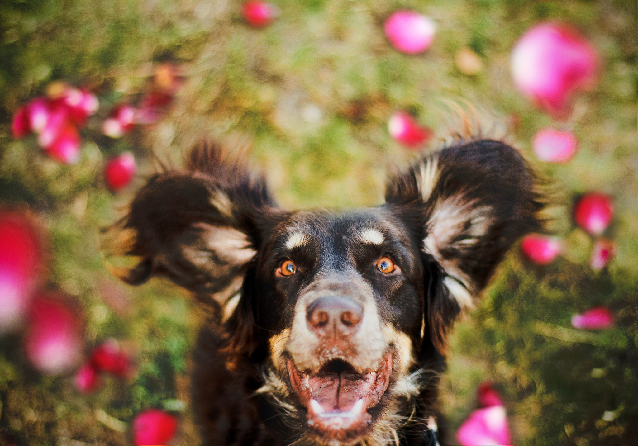 Laden Sie das Tiere, Hunde, Hund, Bokeh, Australischer Hirte-Bild kostenlos auf Ihren PC-Desktop herunter