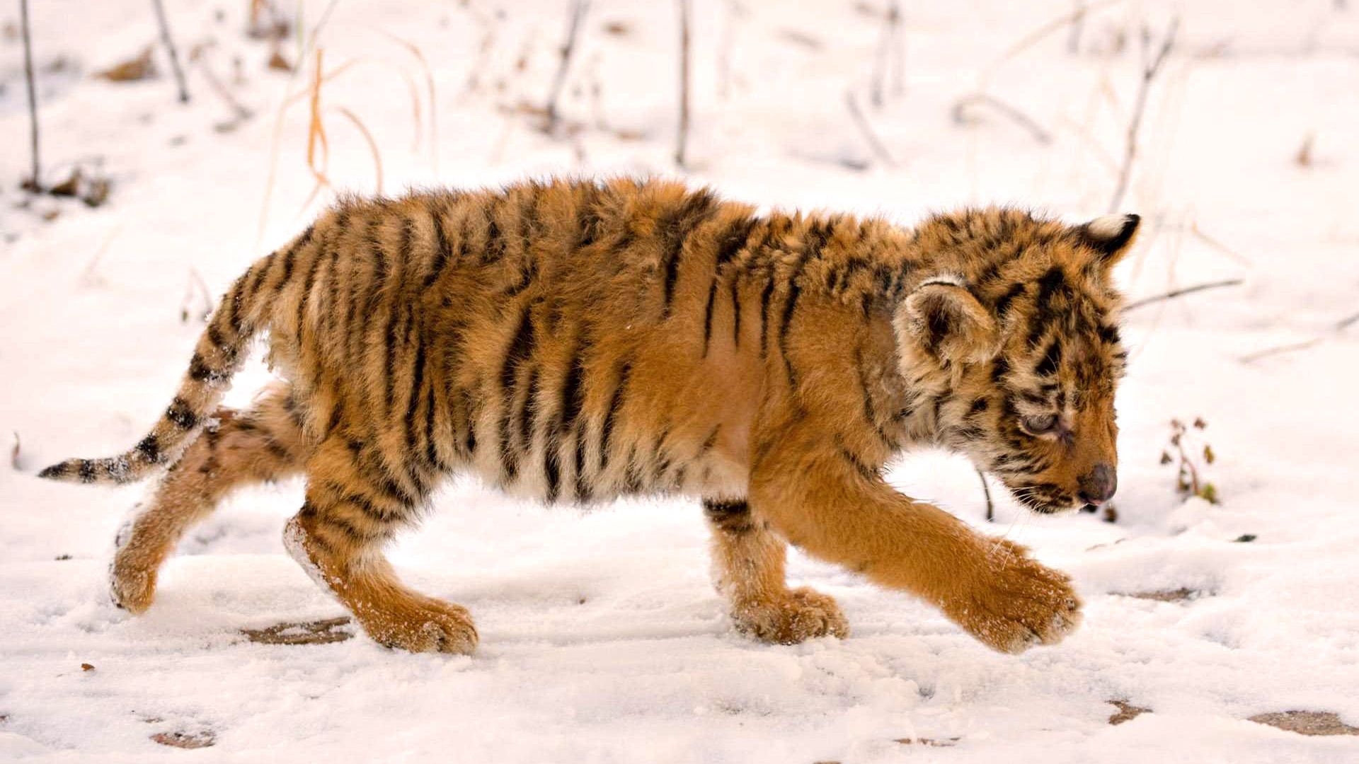animals, snow, young, tiger, joey, tiger cub
