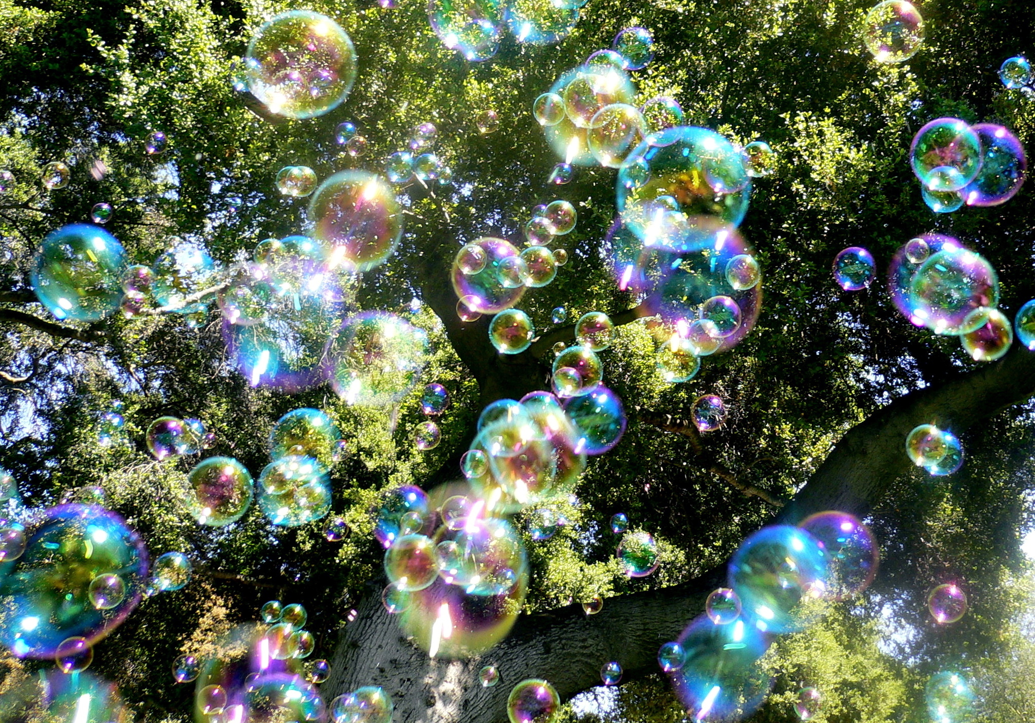 20962 скачать картинку пузыри, фон, растения, деревья - обои и заставки бесплатно