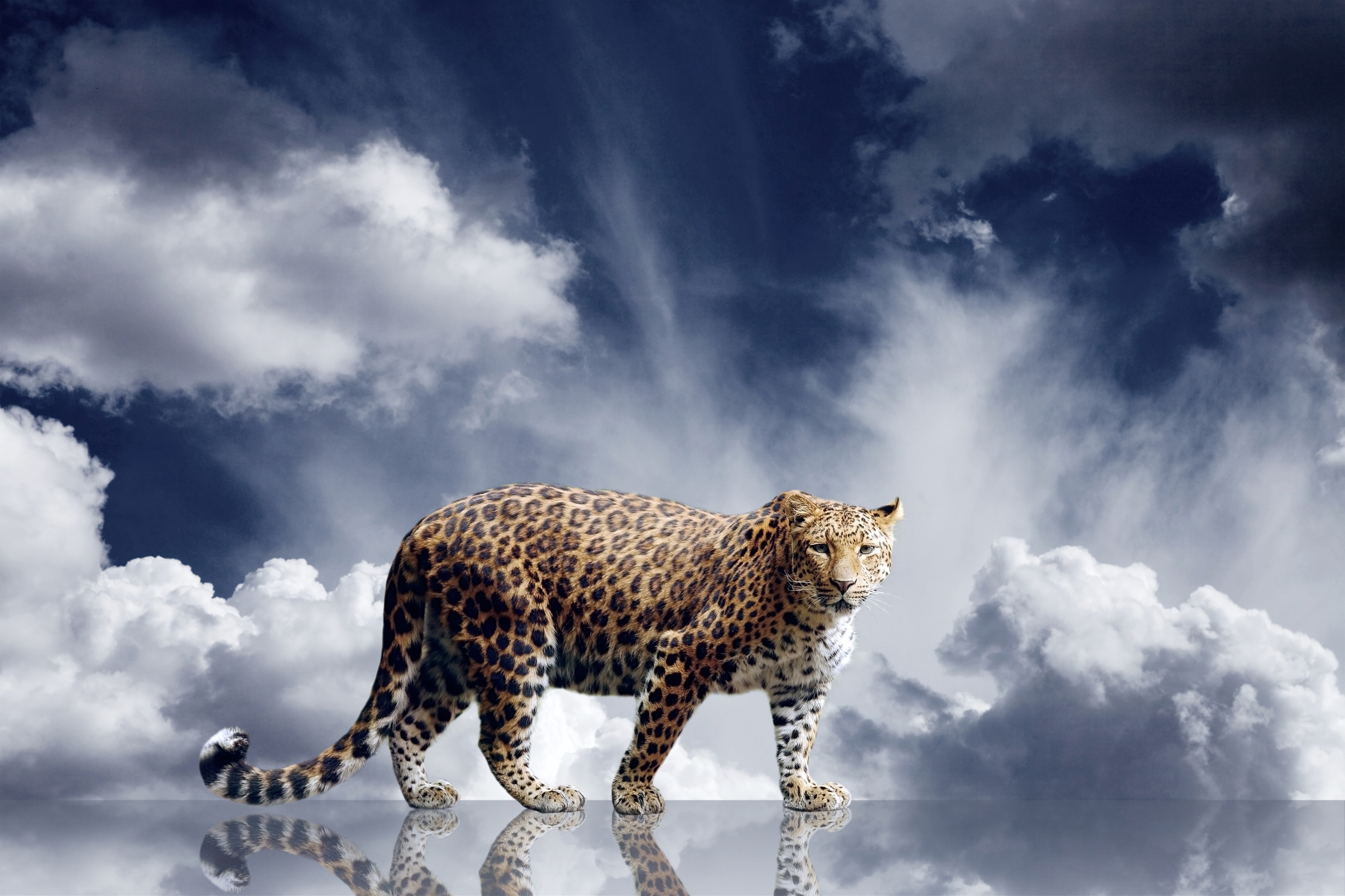 Скачать обои бесплатно Леопард, Животные, Кошки картинка на рабочий стол ПК