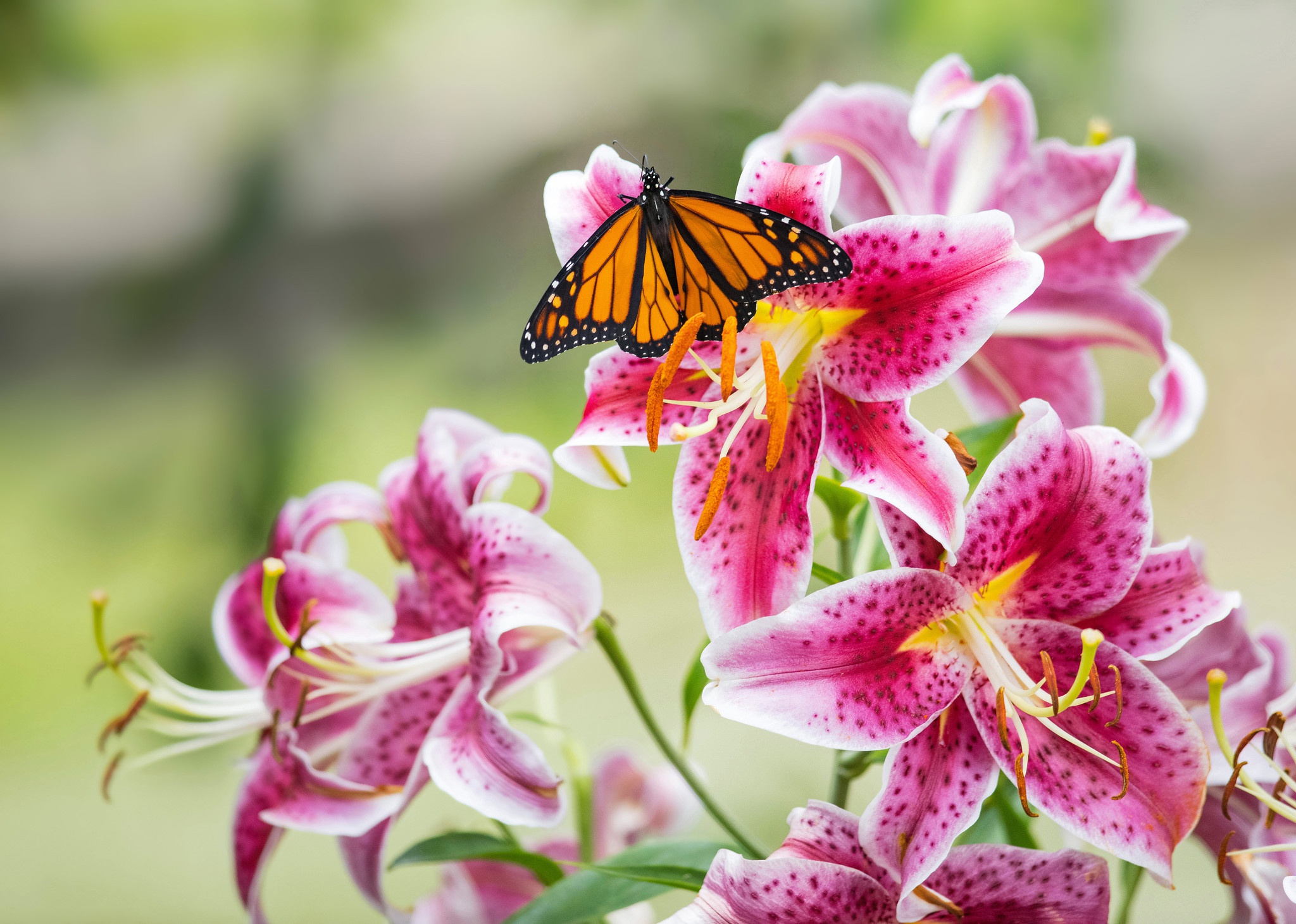 Laden Sie das Tiere, Schmetterlinge, Blume, Makro, Insekt, Lilie-Bild kostenlos auf Ihren PC-Desktop herunter