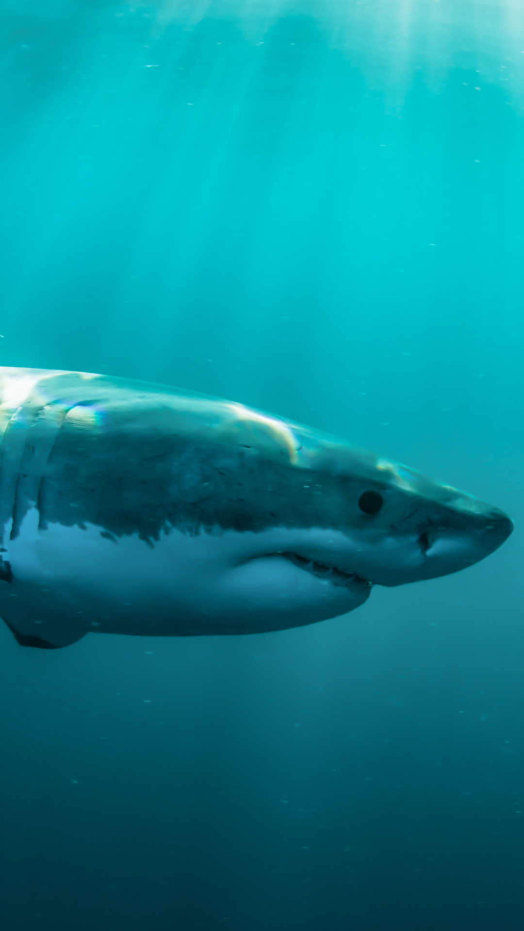 Handy-Wallpaper Tiere, Unterwasser, Hai, Haie kostenlos herunterladen.