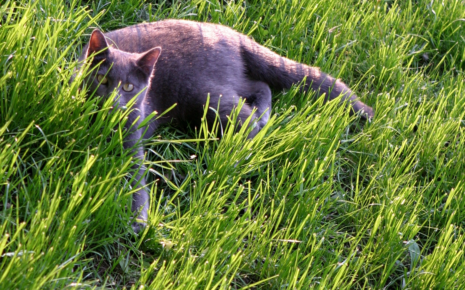 Descarga gratuita de fondo de pantalla para móvil de Animales, Gatos, Gato.