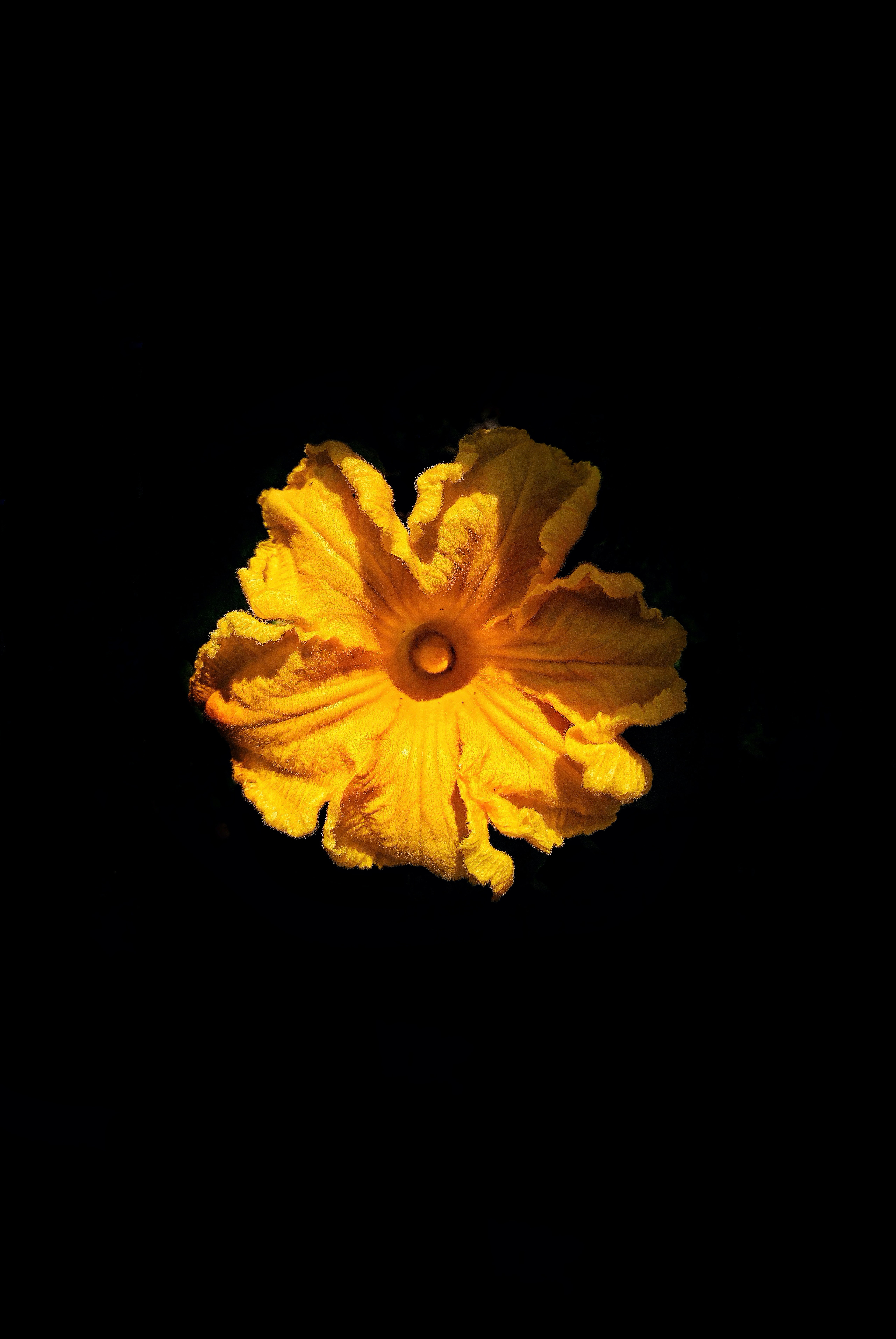 Free download wallpaper Flowers, Petals, Flower on your PC desktop