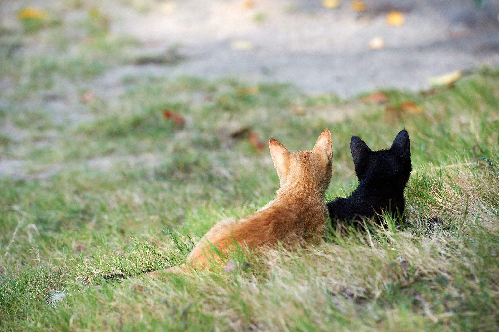 Baixe gratuitamente a imagem Gato, Gatos, Animais na área de trabalho do seu PC