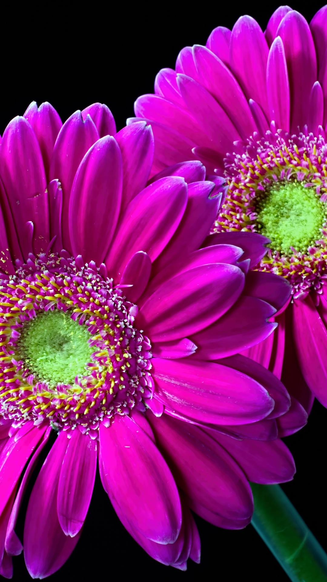 無料モバイル壁紙フラワーズ, ガーベラ, 花, 閉じる, 地球, 紫色の花をダウンロードします。