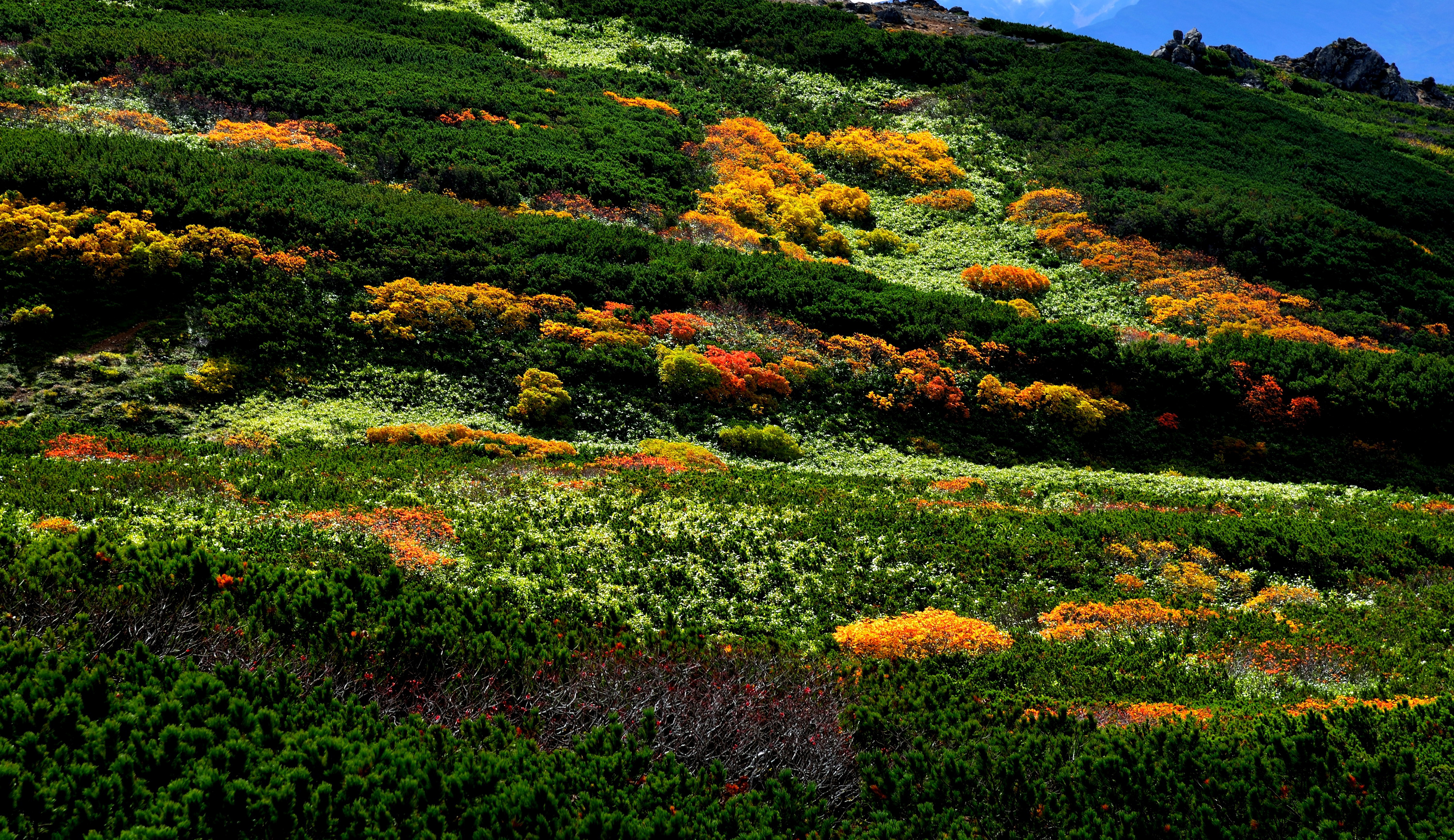 Descarga gratis la imagen Flores, Flor, Japón, Tierra/naturaleza en el escritorio de tu PC