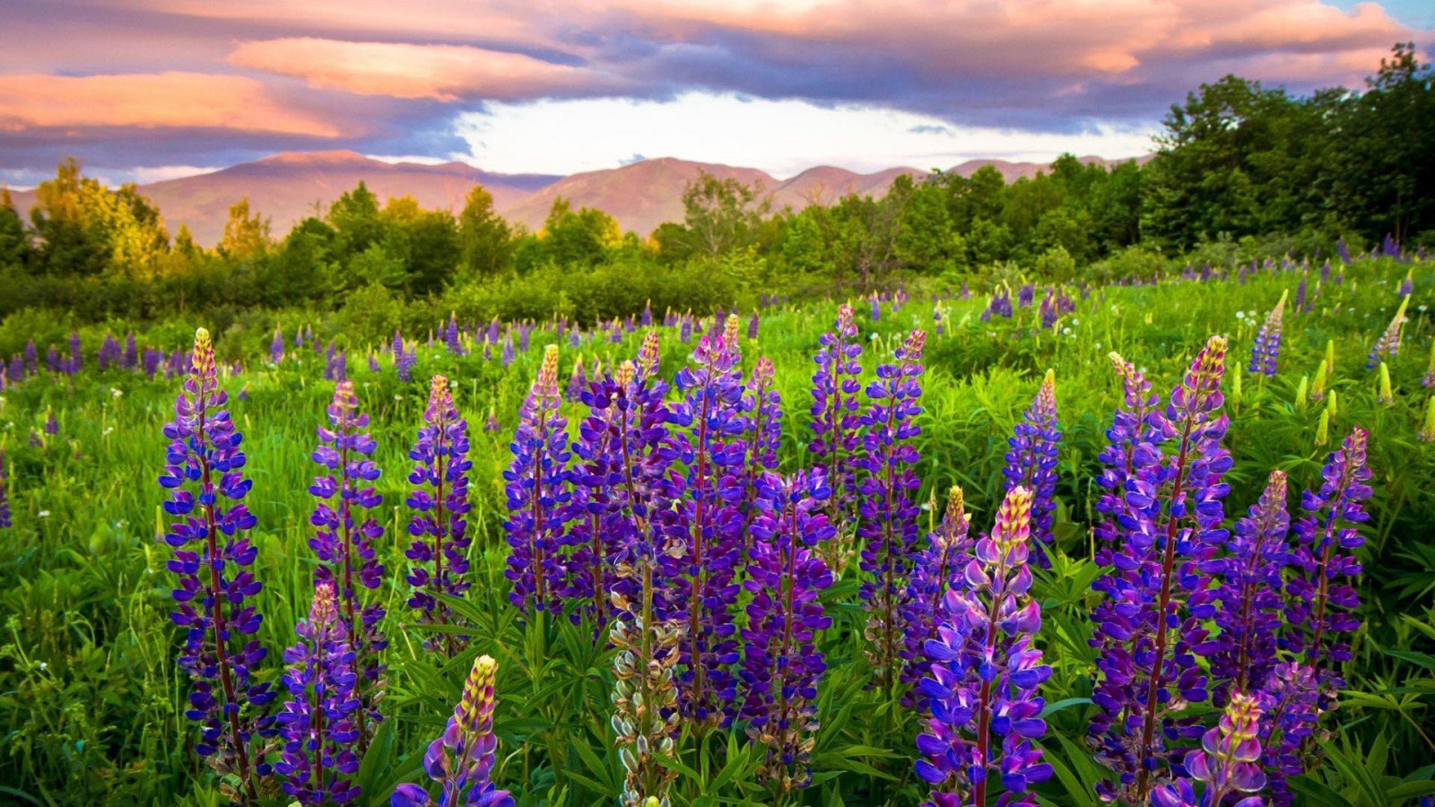 Free download wallpaper Earth, Lupine on your PC desktop