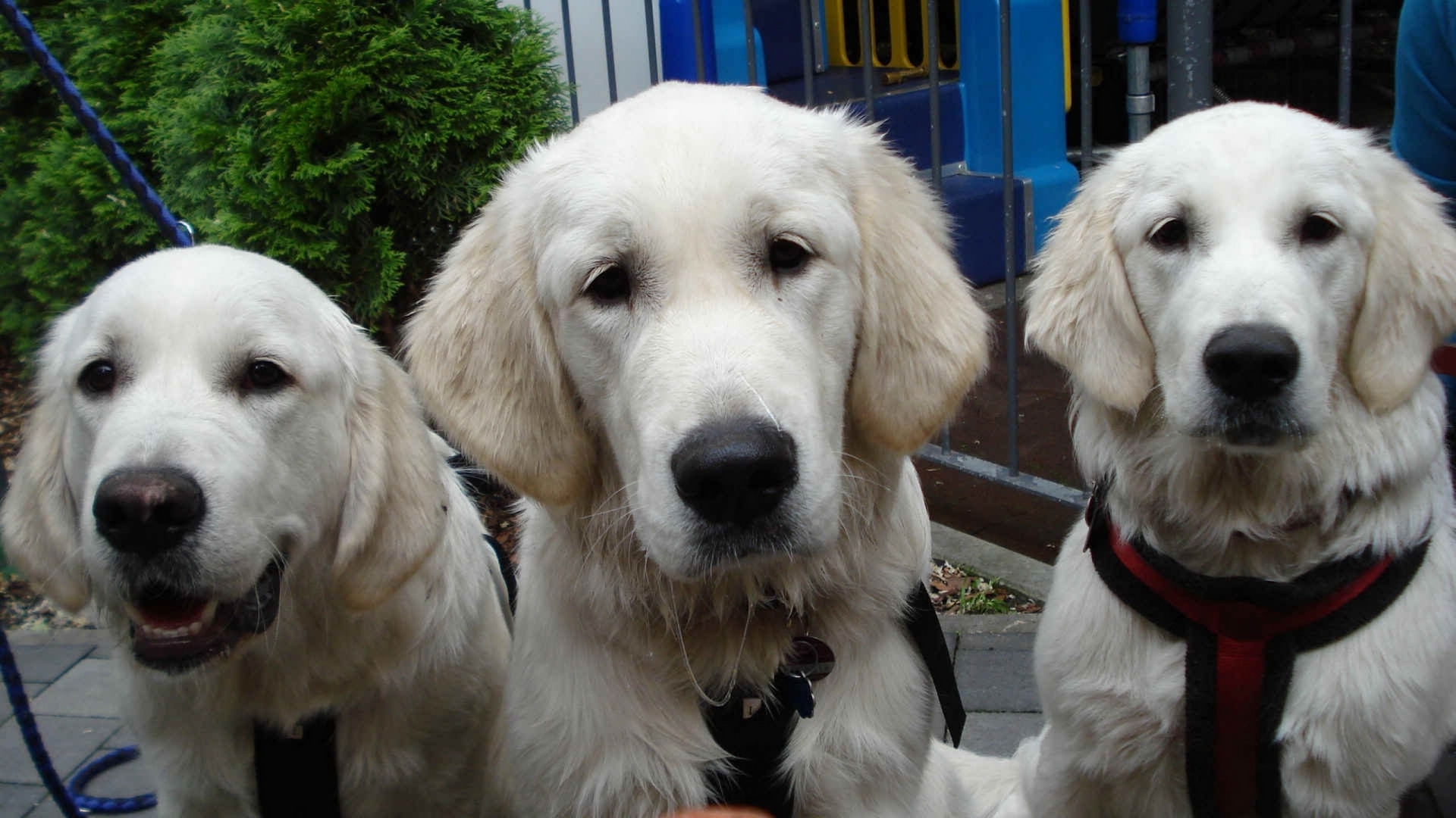 Téléchargez des papiers peints mobile Labrador Retriever, Chiens, Animaux gratuitement.