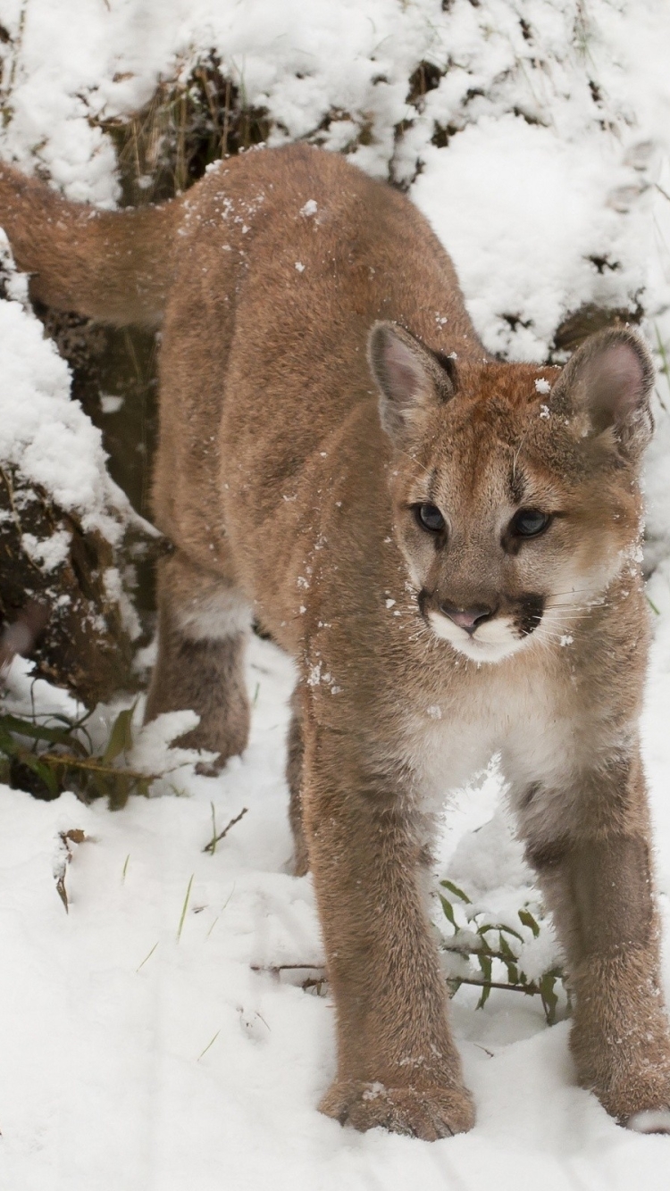 Download mobile wallpaper Cats, Snow, Animal, Cougar, Baby Animal for free.