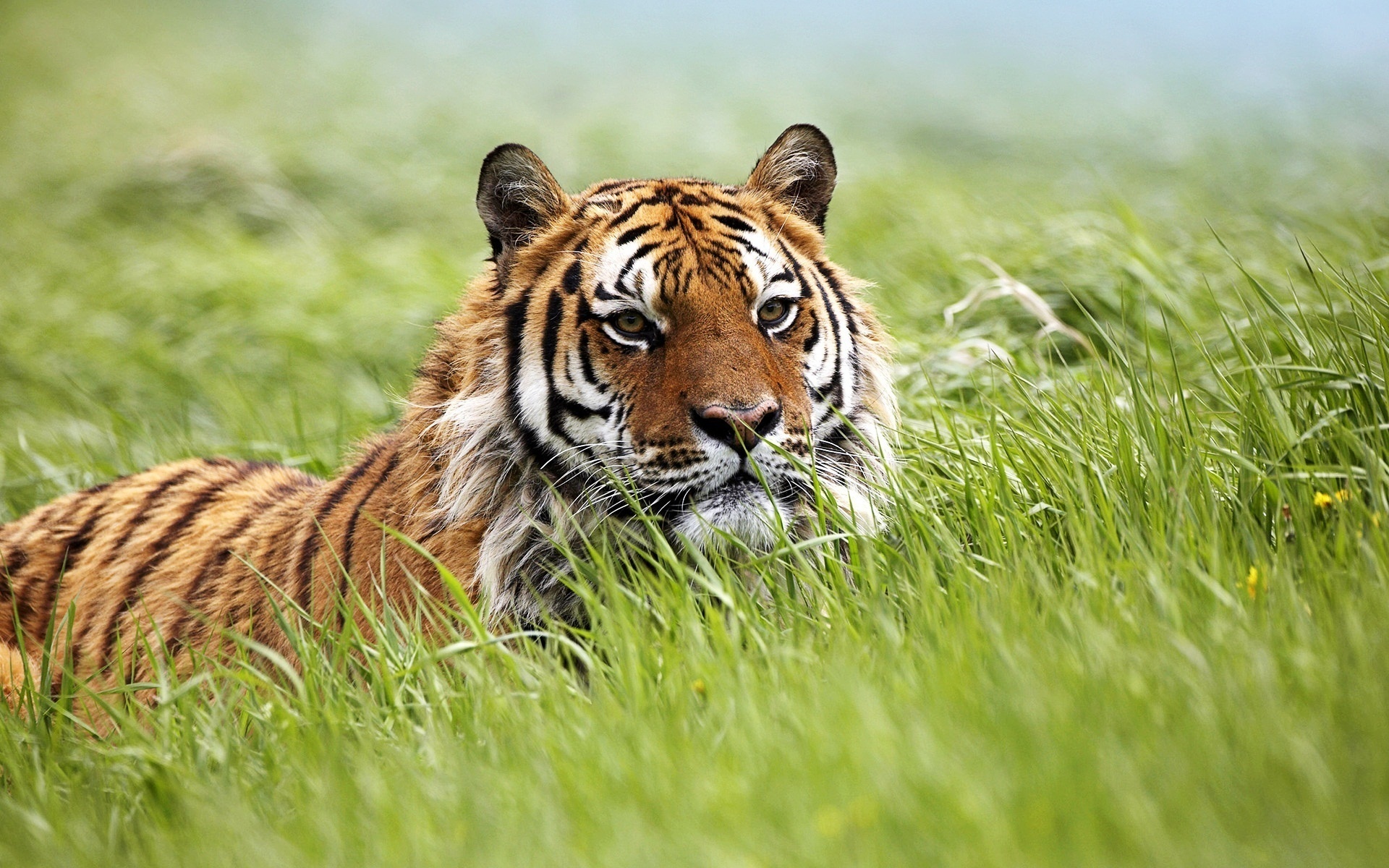 41669 descargar fondo de pantalla tigres, animales, verde: protectores de pantalla e imágenes gratis