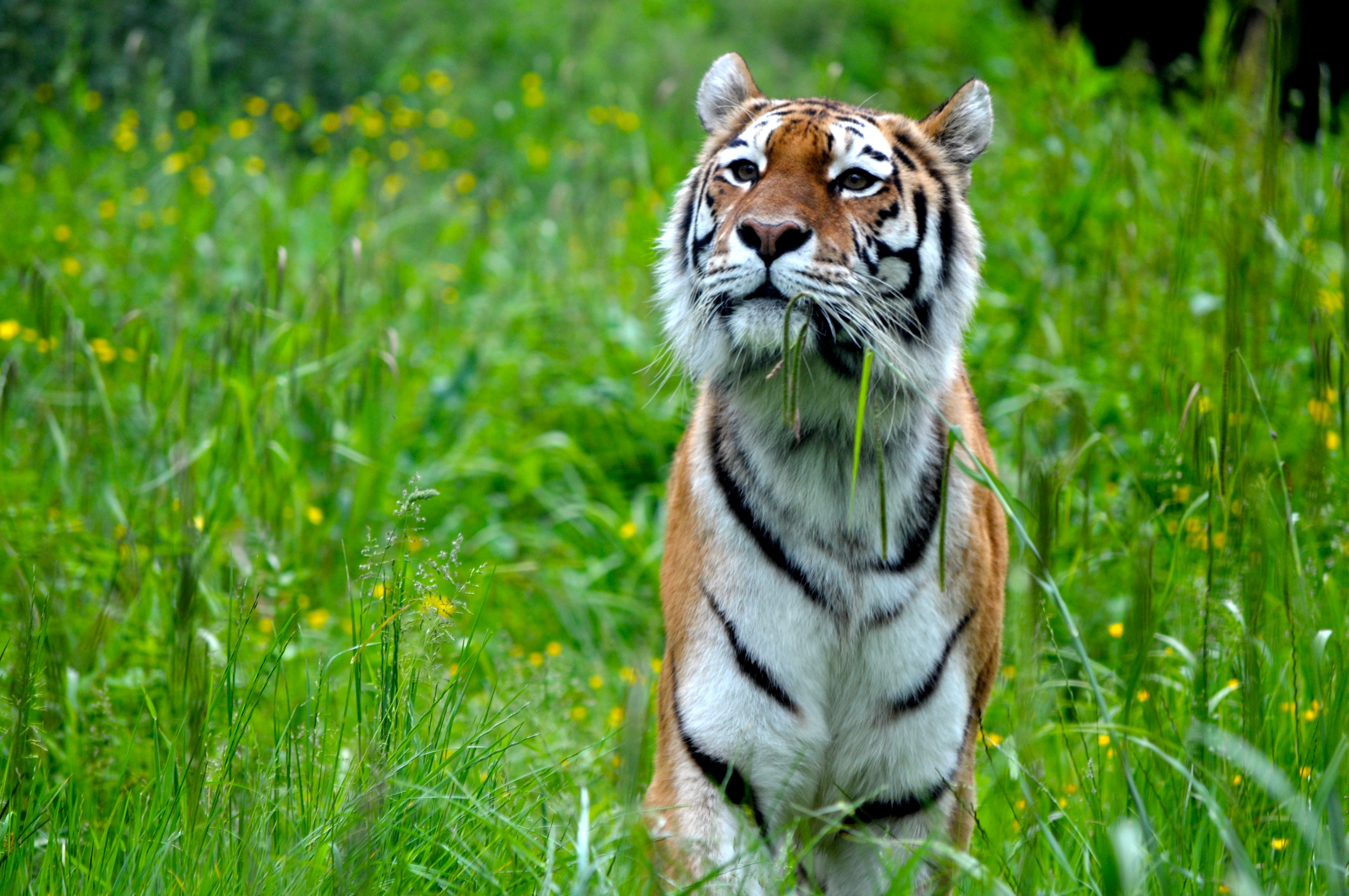 101941 descargar imagen animales, rayas, depredador, gato grande, tigre, tiras: fondos de pantalla y protectores de pantalla gratis