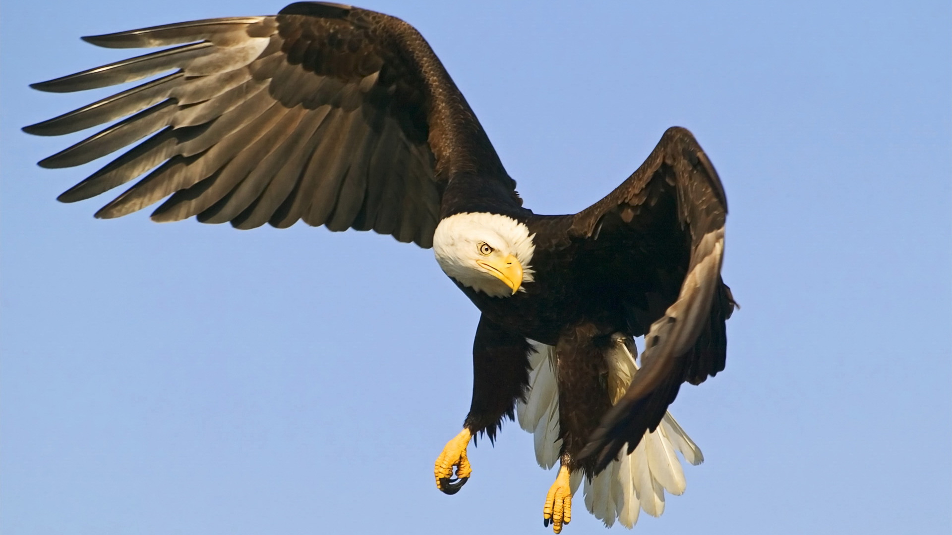 Téléchargez des papiers peints mobile Pygargue À Tête Blanche, Aigle, Oiseau, Des Oiseaux, Animaux gratuitement.