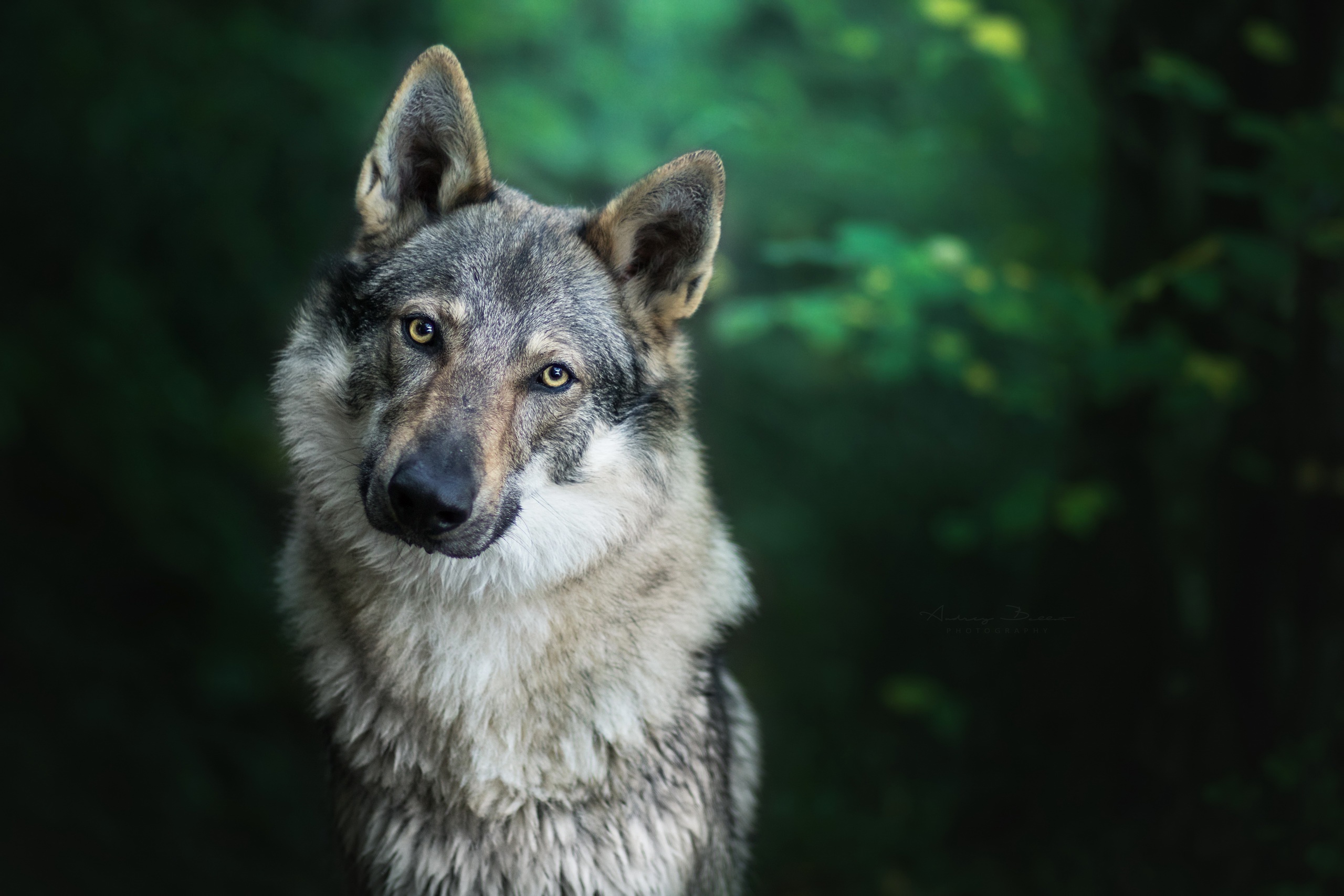 Téléchargez gratuitement l'image Wolves, Loup, Animaux sur le bureau de votre PC