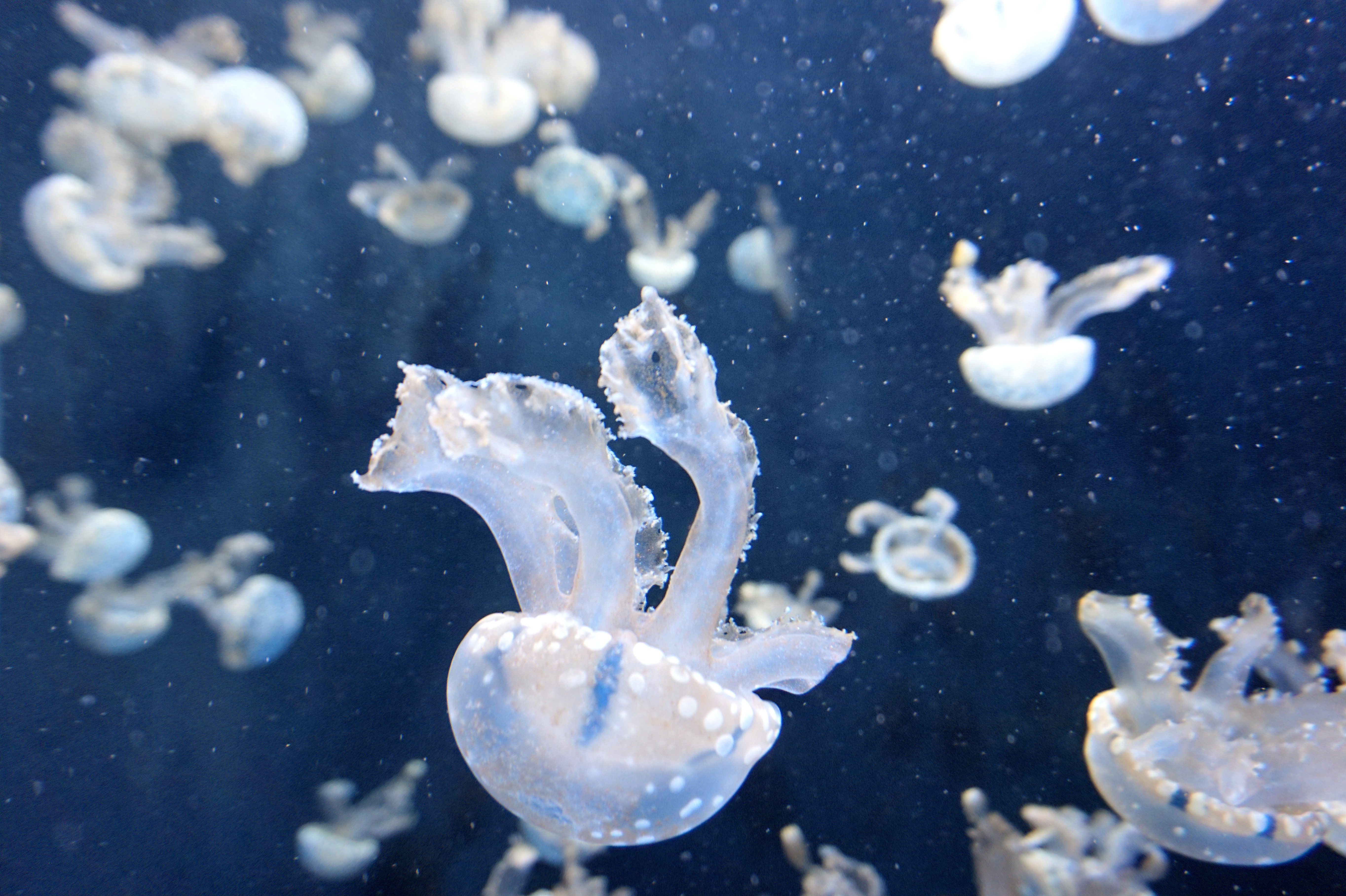 to swim, nature, jellyfish, underwater world, swim, tentacles HD wallpaper