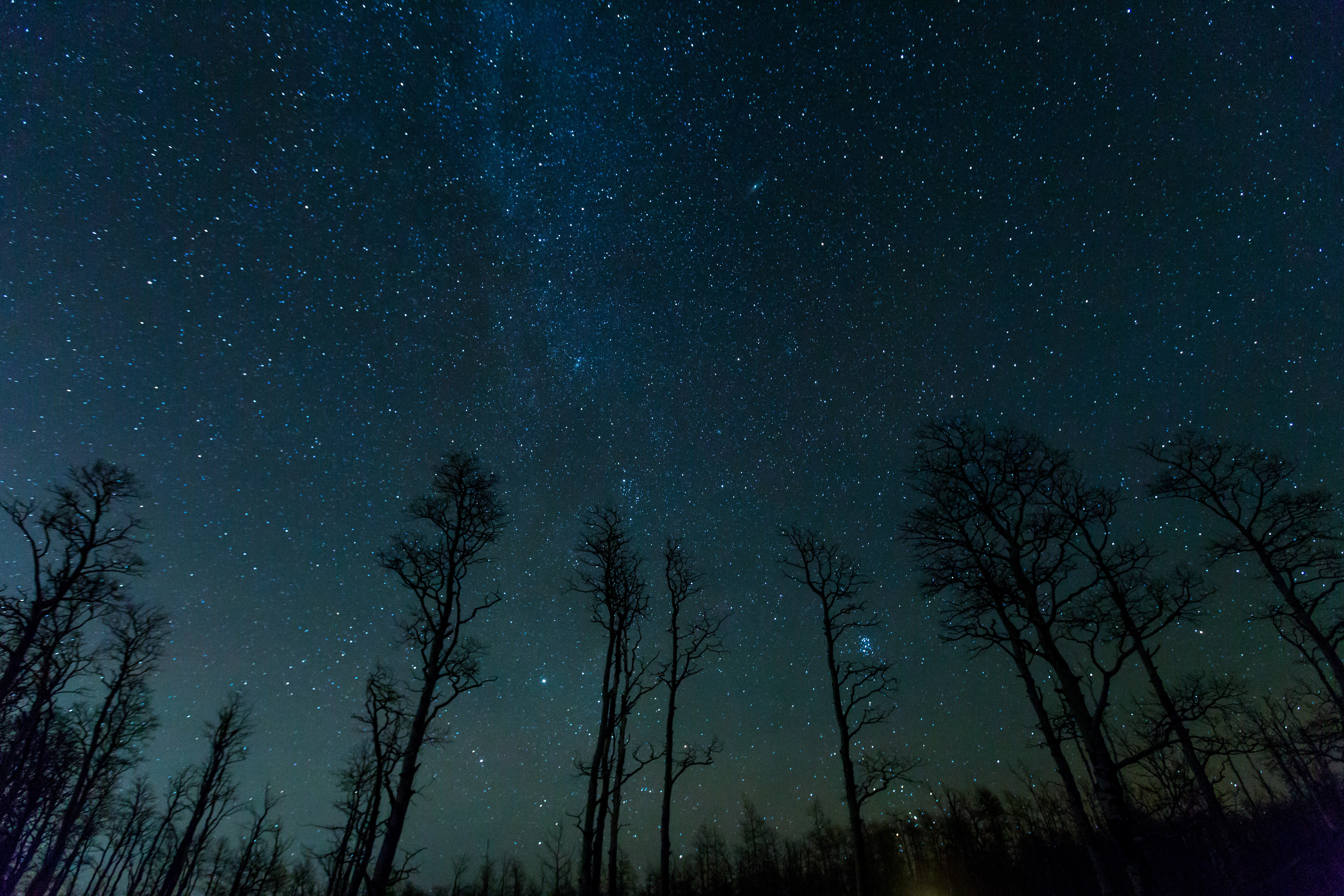 stars, night, nature, trees, starry sky 1080p