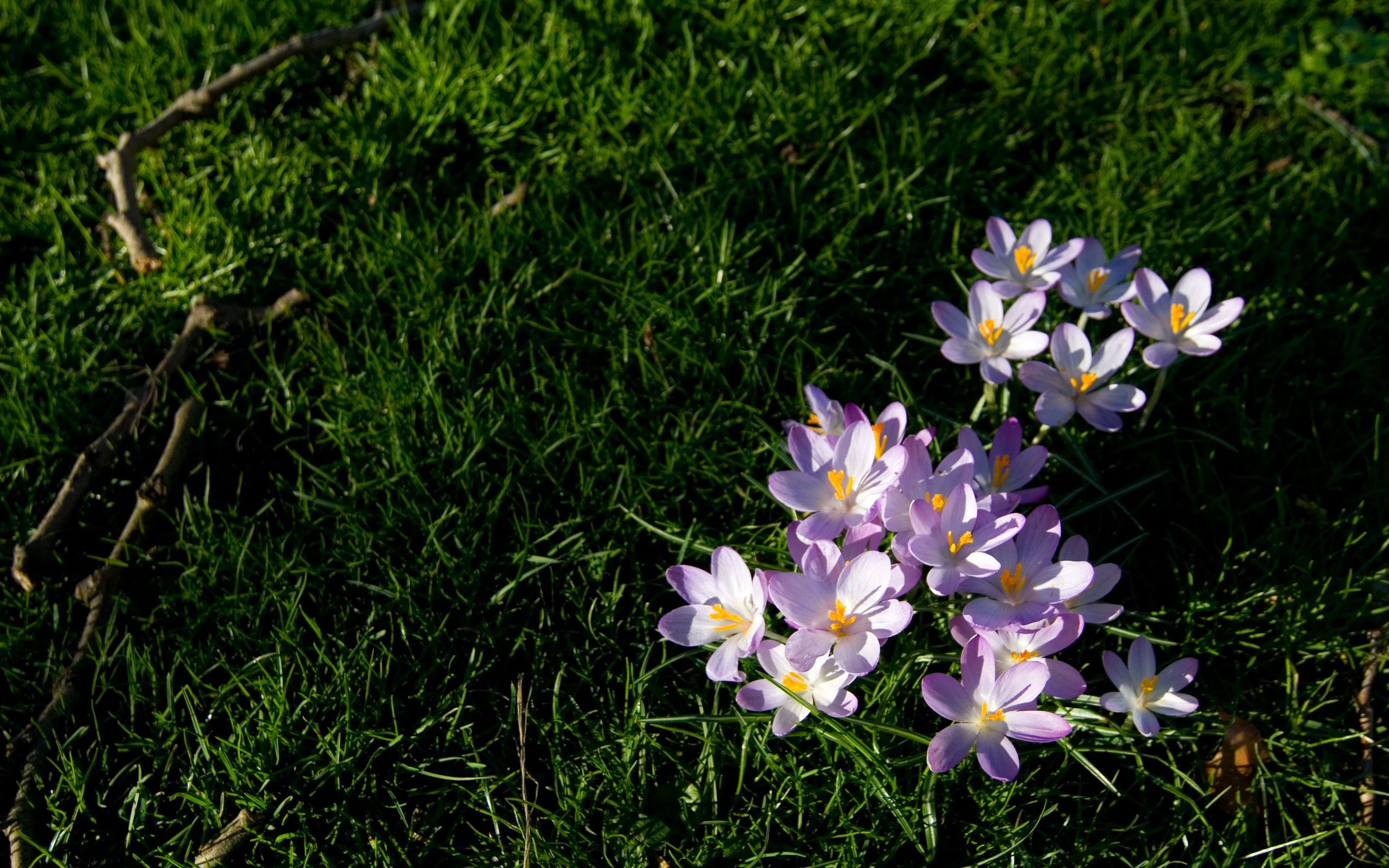 Baixe gratuitamente a imagem Flores, Flor, Terra/natureza na área de trabalho do seu PC