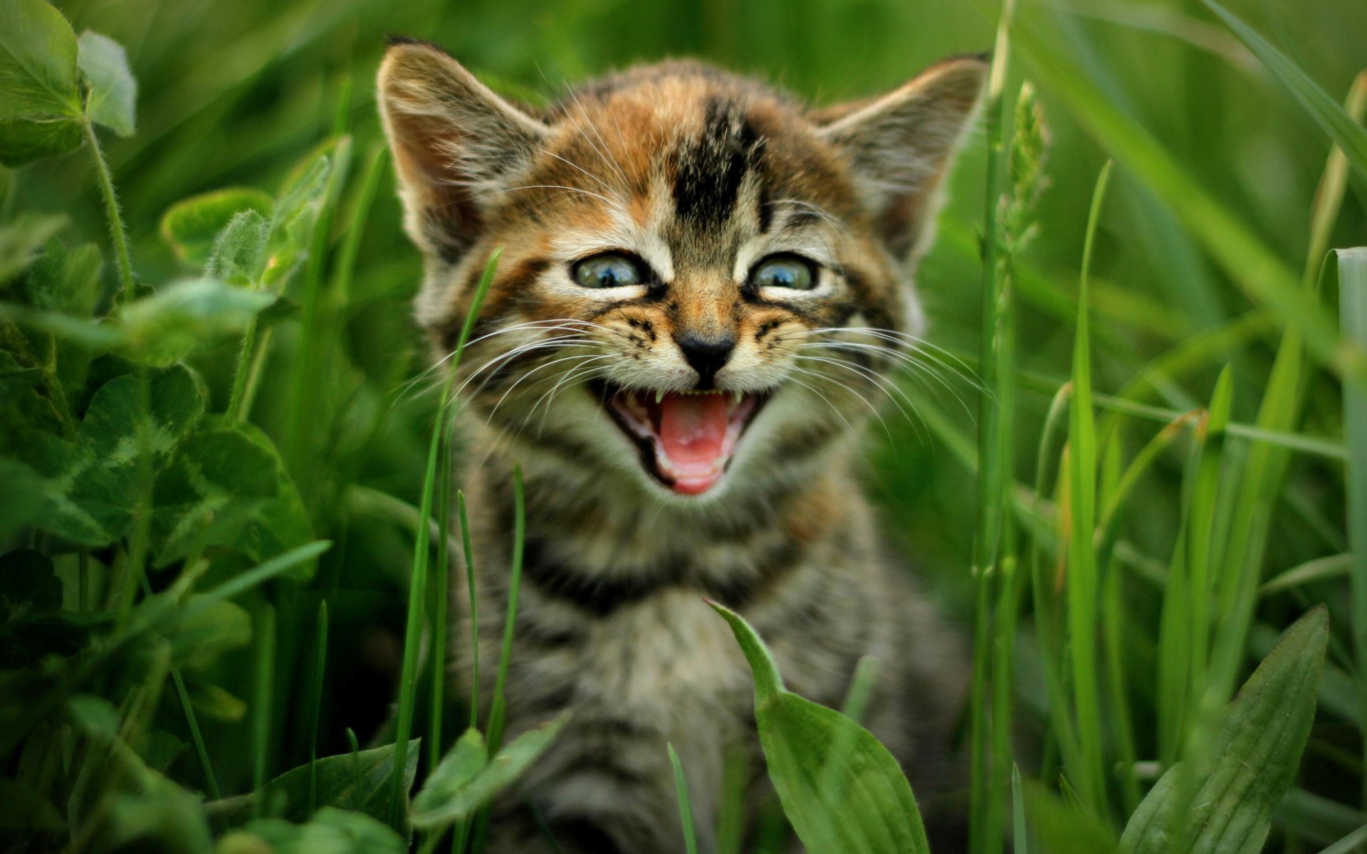 Baixe gratuitamente a imagem Animais, Gatos, Gato na área de trabalho do seu PC