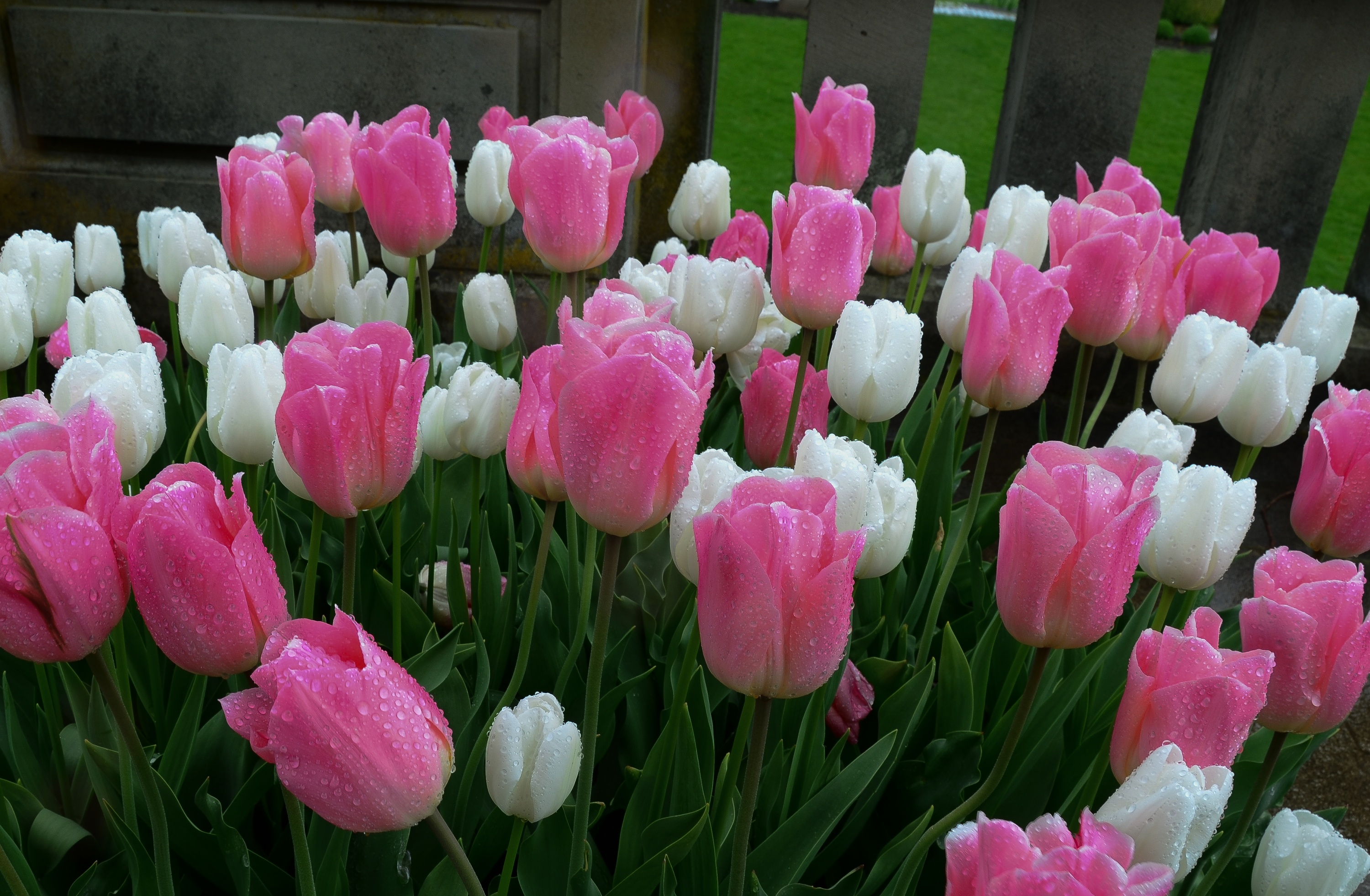 Descarga gratuita de fondo de pantalla para móvil de Flores, Flor, Flor Rosa, Tulipán, Flor Blanca, Tierra/naturaleza.