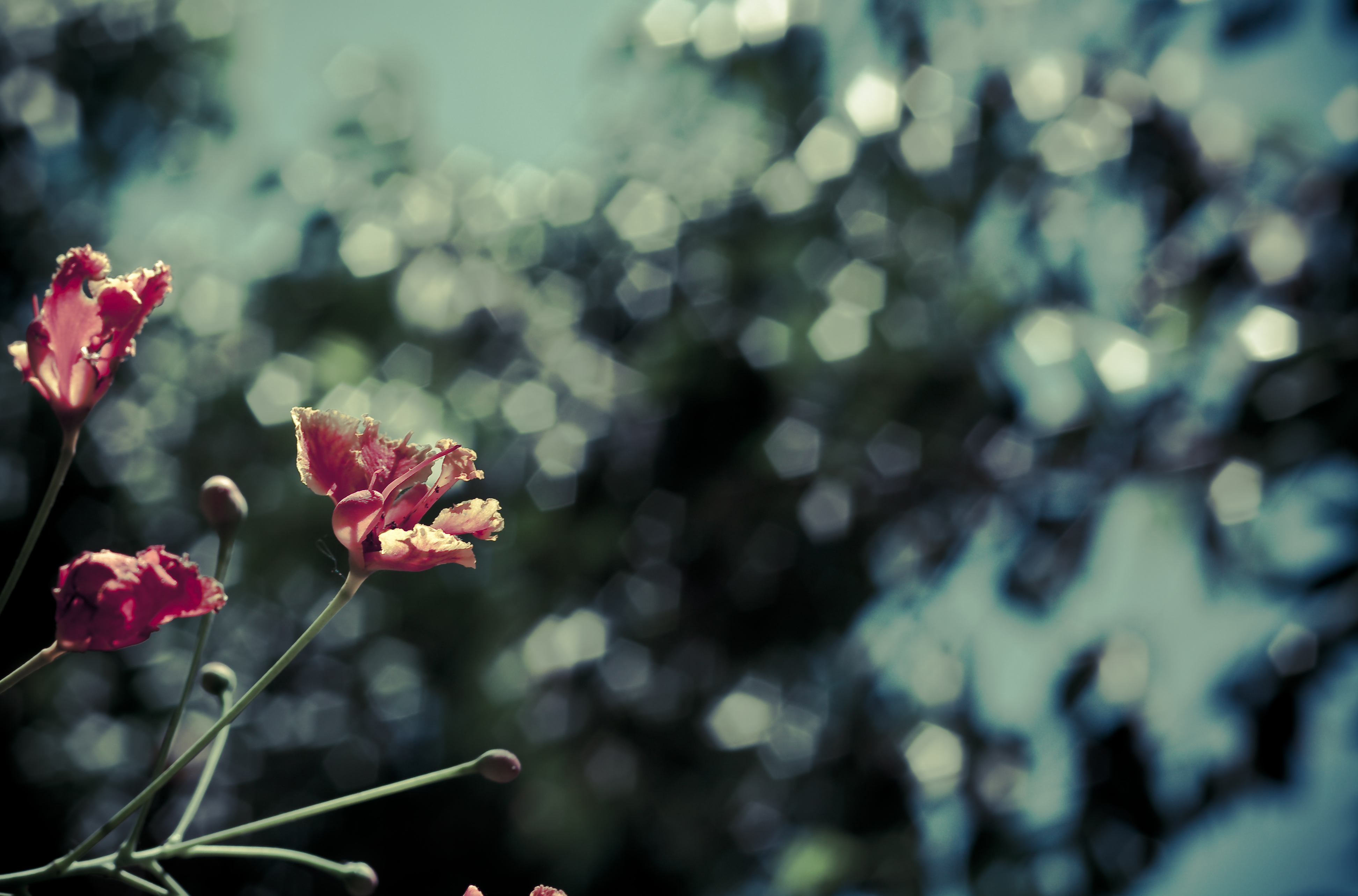 Download mobile wallpaper Boquet, Smooth, Flowers, Bokeh, Blur, Poppies for free.