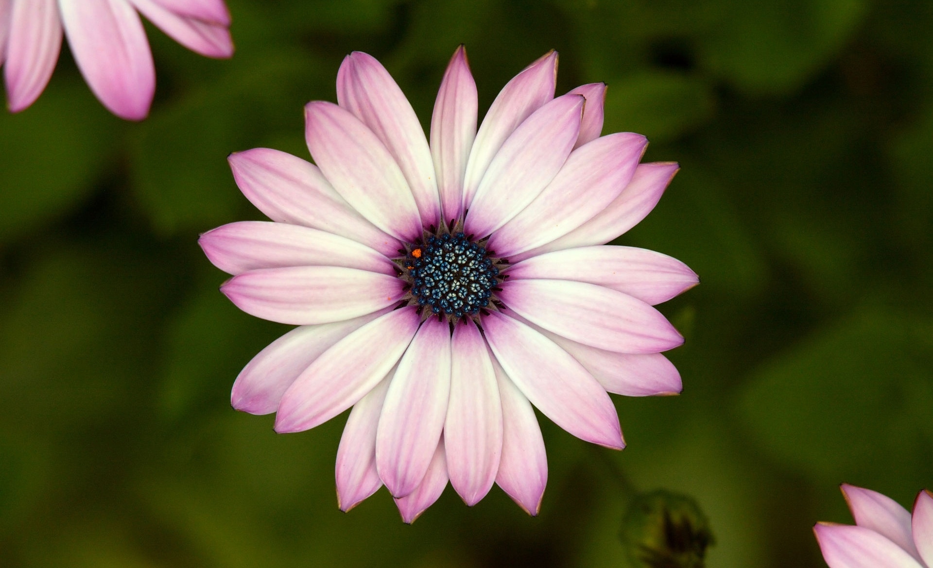 Laden Sie das Blumen, Blütenblätter, Nahaufnahme, Nahansicht, Blume-Bild kostenlos auf Ihren PC-Desktop herunter