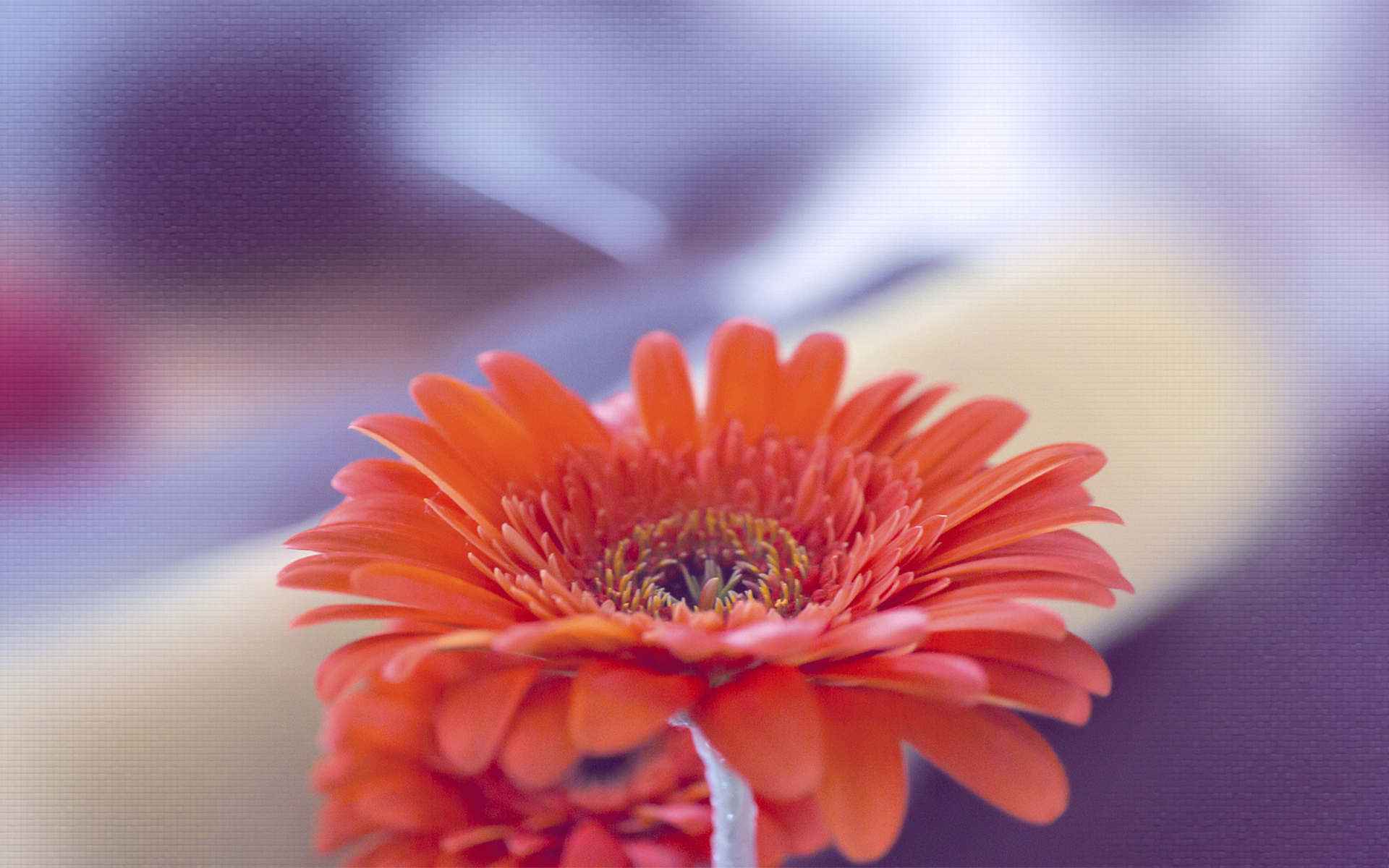 Laden Sie das Blumen, Gerbera, Erde/natur-Bild kostenlos auf Ihren PC-Desktop herunter
