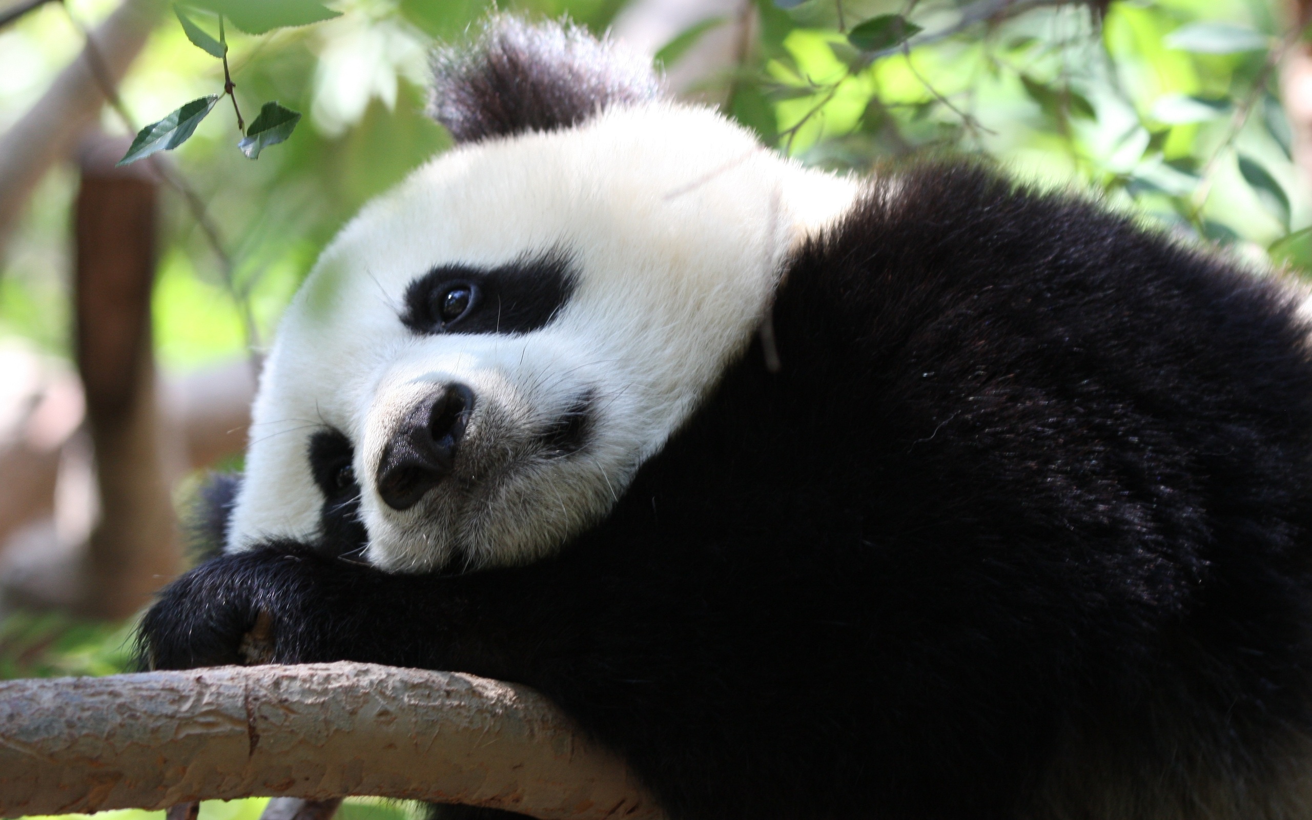 Baixe gratuitamente a imagem Animais, Panda na área de trabalho do seu PC