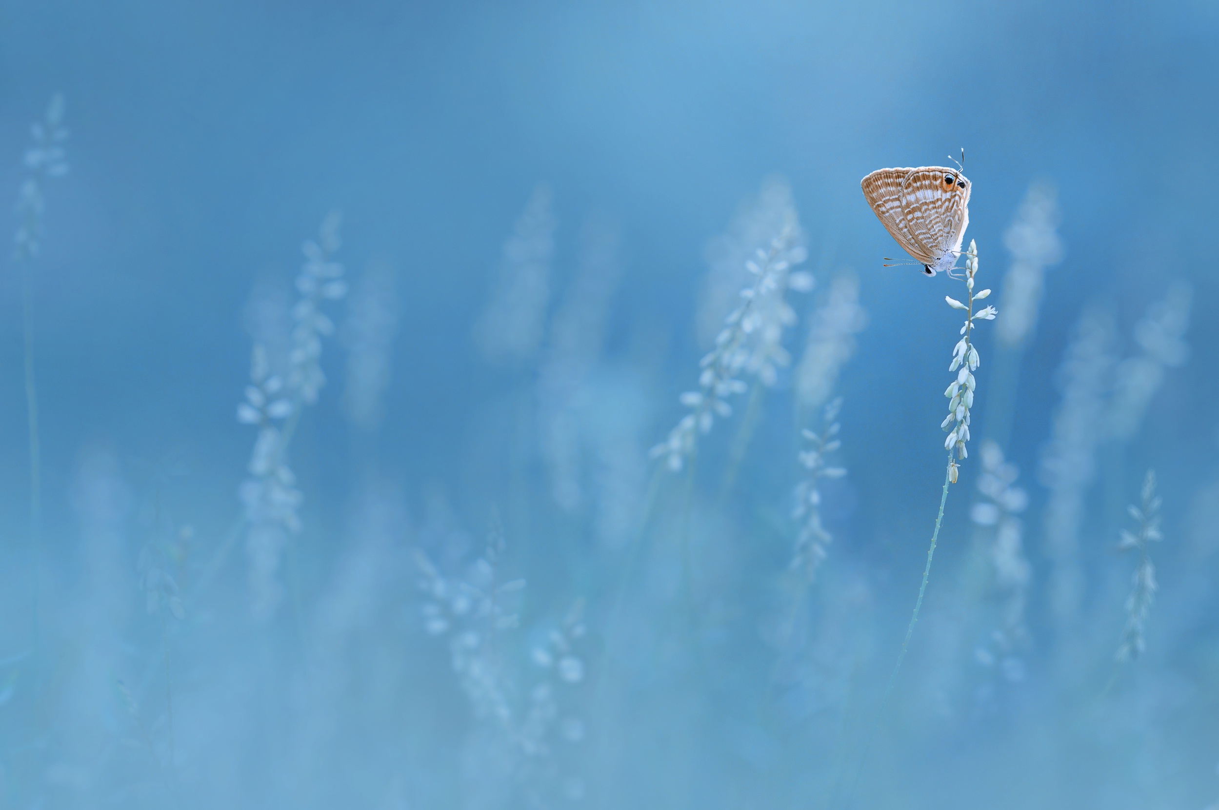 Descarga gratuita de fondo de pantalla para móvil de Animales, Insecto, Mariposa, Macrofotografía.