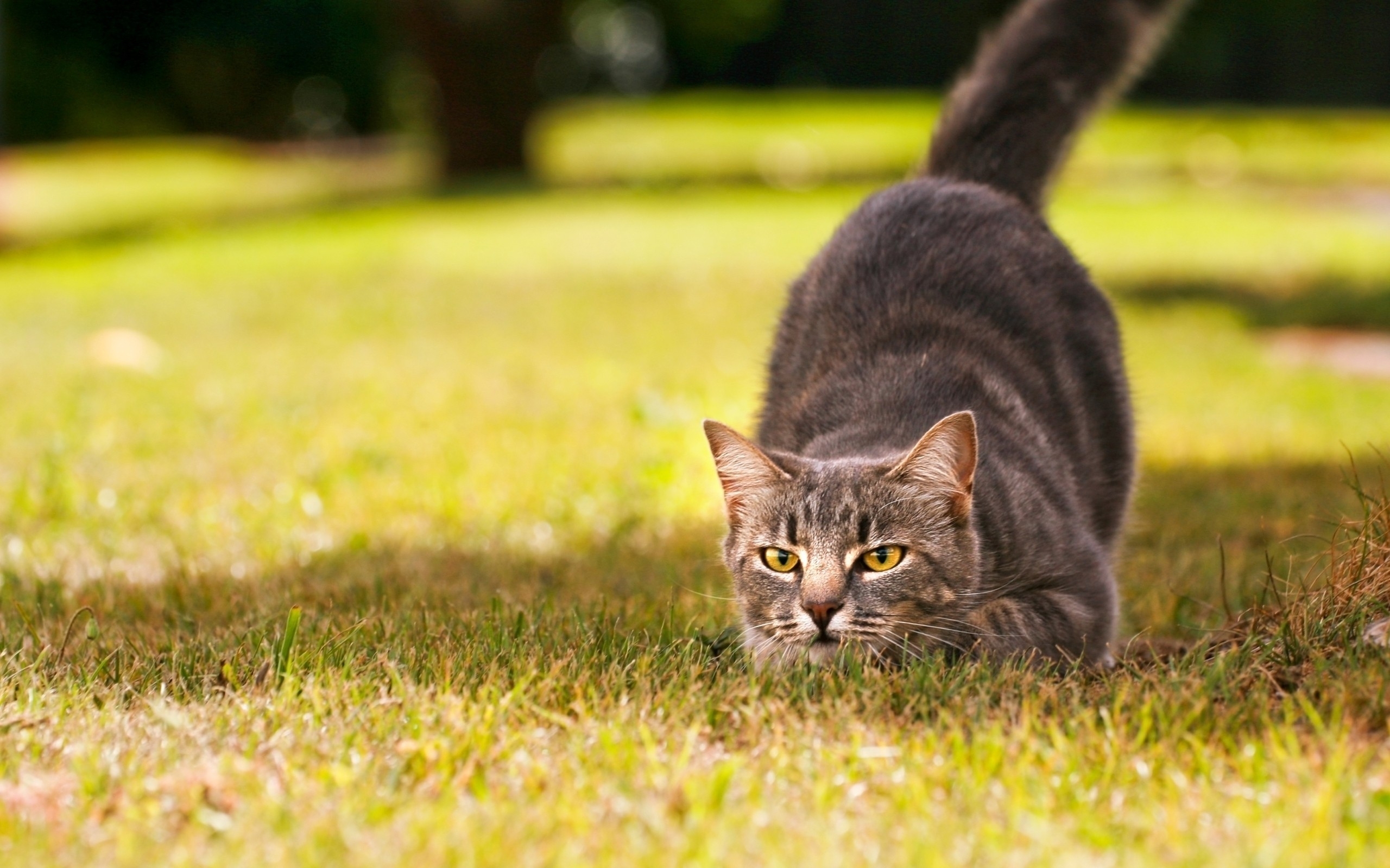 Descarga gratuita de fondo de pantalla para móvil de Animales, Gatos, Gato.