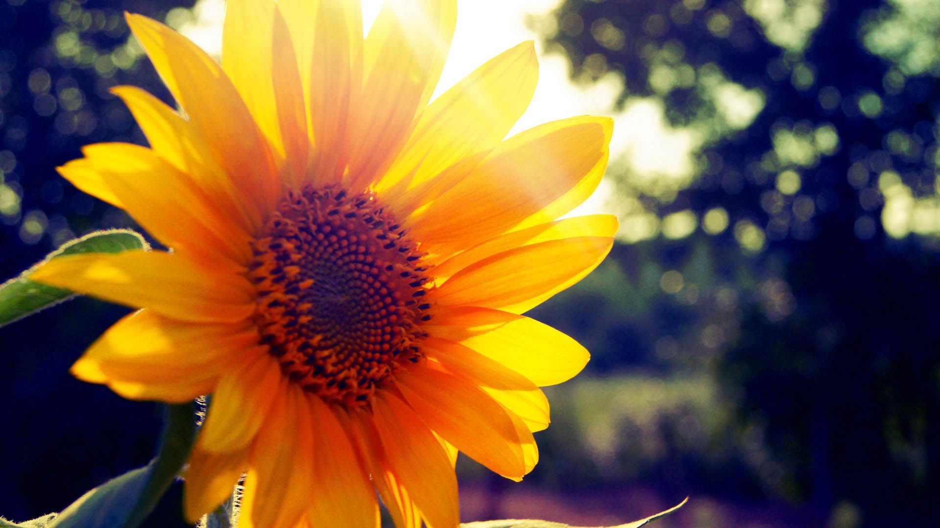 Free download wallpaper Flowers, Shine, Sunflower, Light, Flower on your PC desktop
