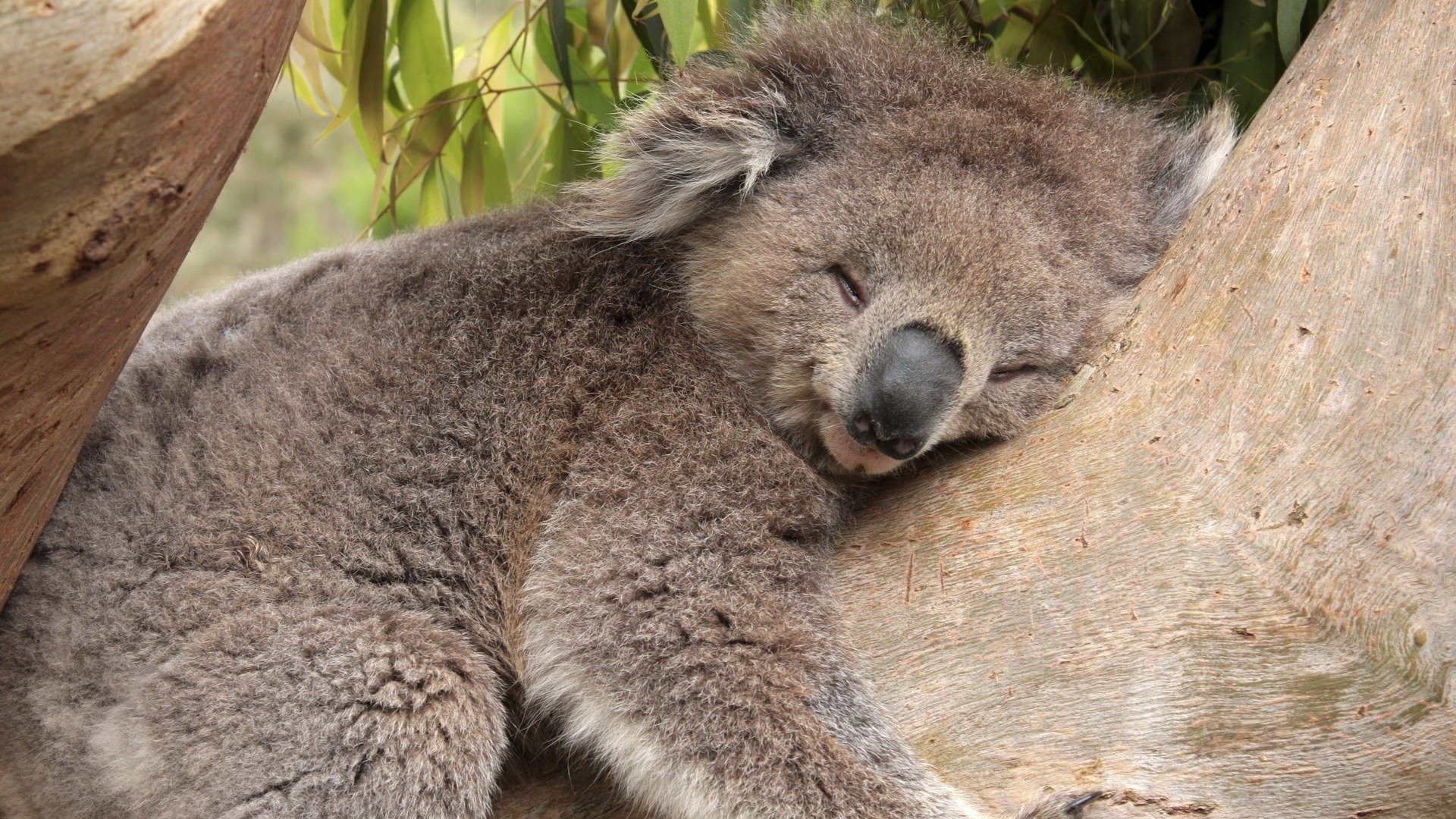 1458109 Bild herunterladen tiere, koala - Hintergrundbilder und Bildschirmschoner kostenlos