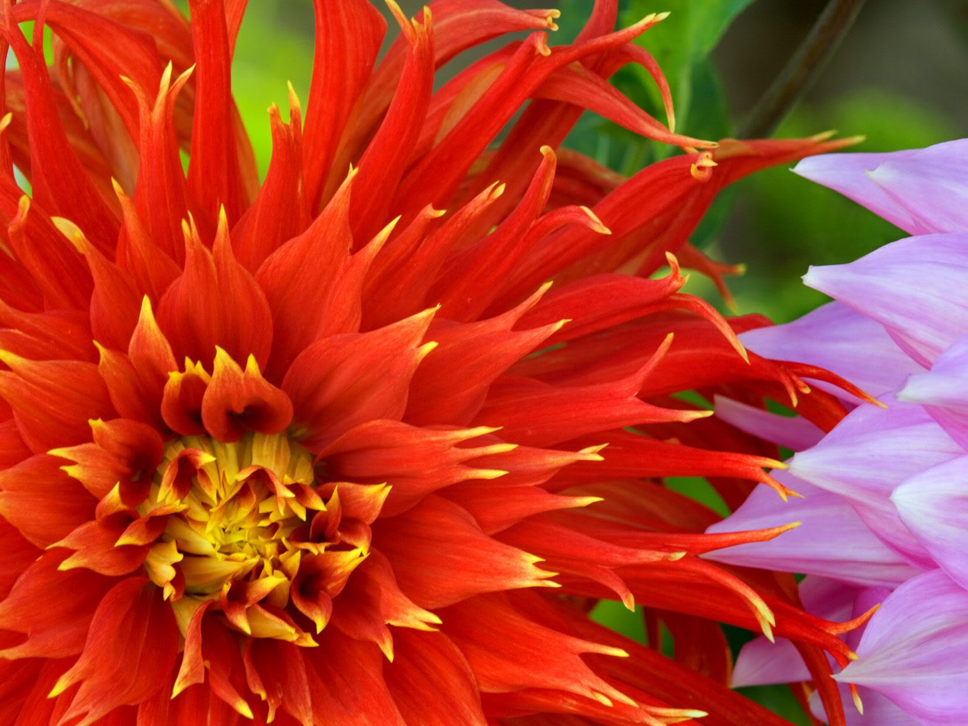 Descarga gratis la imagen Flores, Flor, De Cerca, Dalia, Tierra/naturaleza, Flor Naranja en el escritorio de tu PC