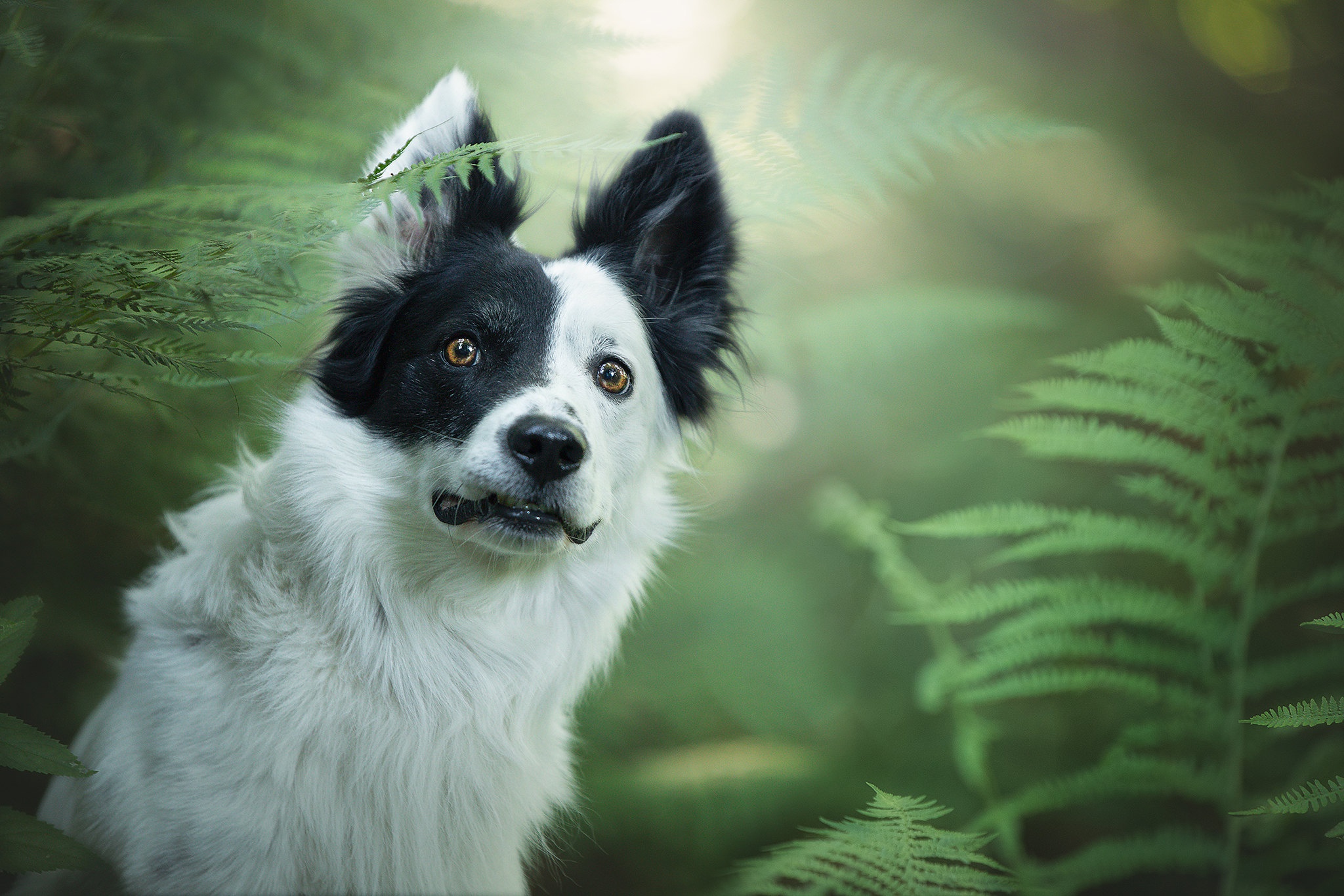 PCデスクトップに動物, 犬, ボーダーコリー画像を無料でダウンロード