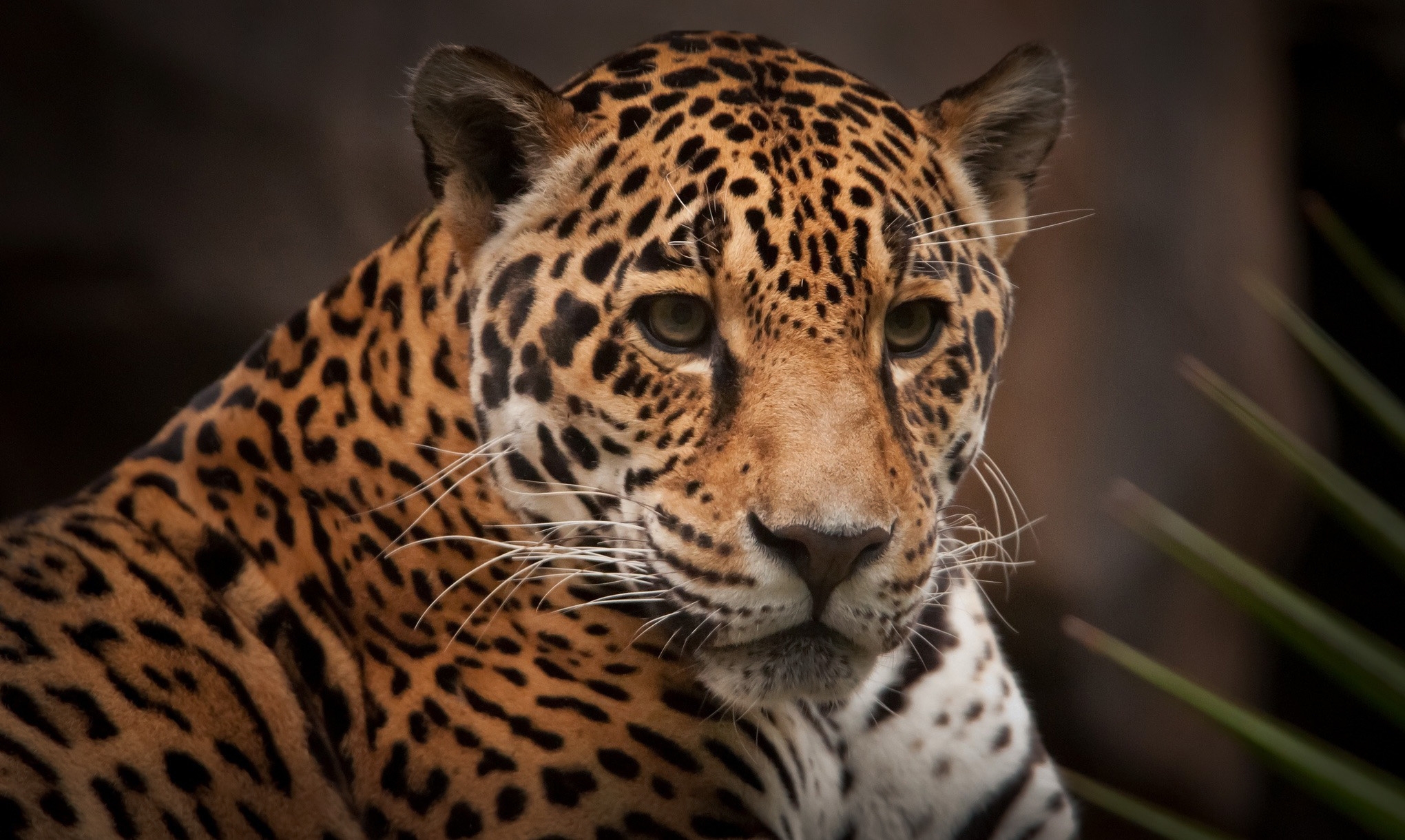74616 baixar imagens animais, jaguar, predator, predador, gato selvagem, gato bravo - papéis de parede e protetores de tela gratuitamente
