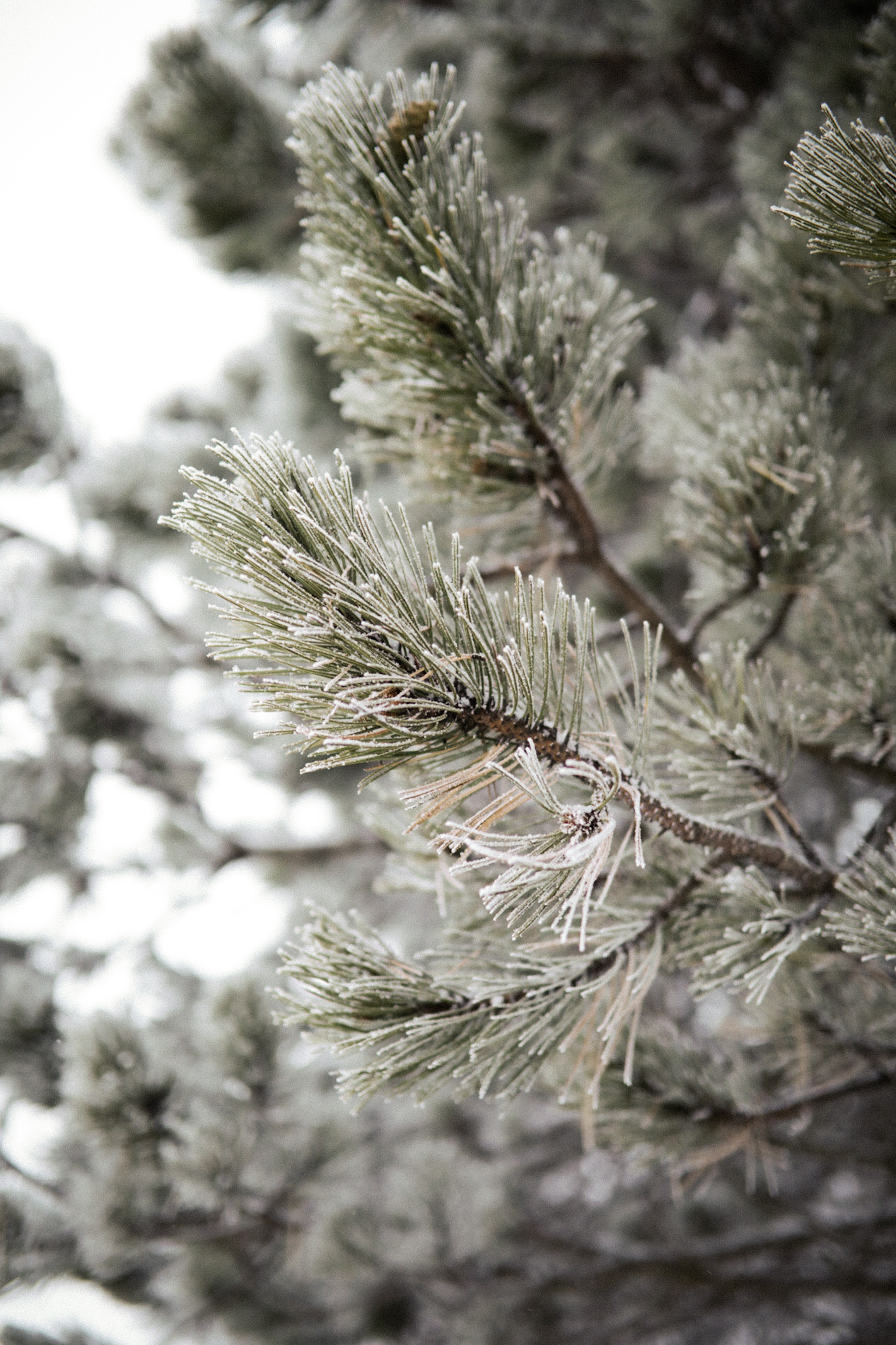 pine, snow, plant, macro, branch, frost, hoarfrost