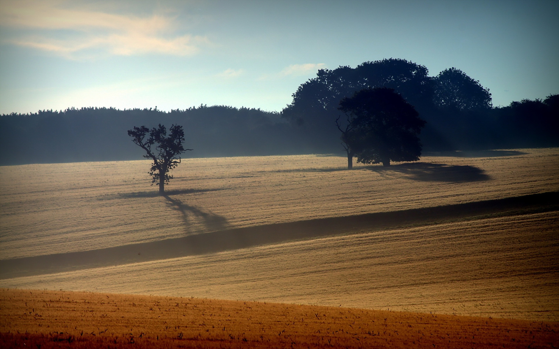 Download mobile wallpaper Landscape, Tree, Fog, Earth, Field, Sunny for free.