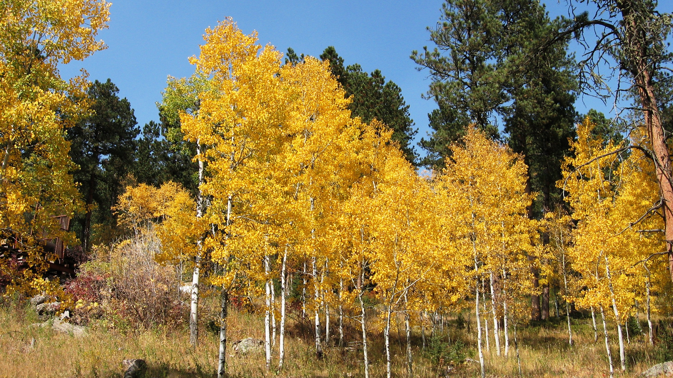 Handy-Wallpaper Herbst, Baum, Erde/natur kostenlos herunterladen.