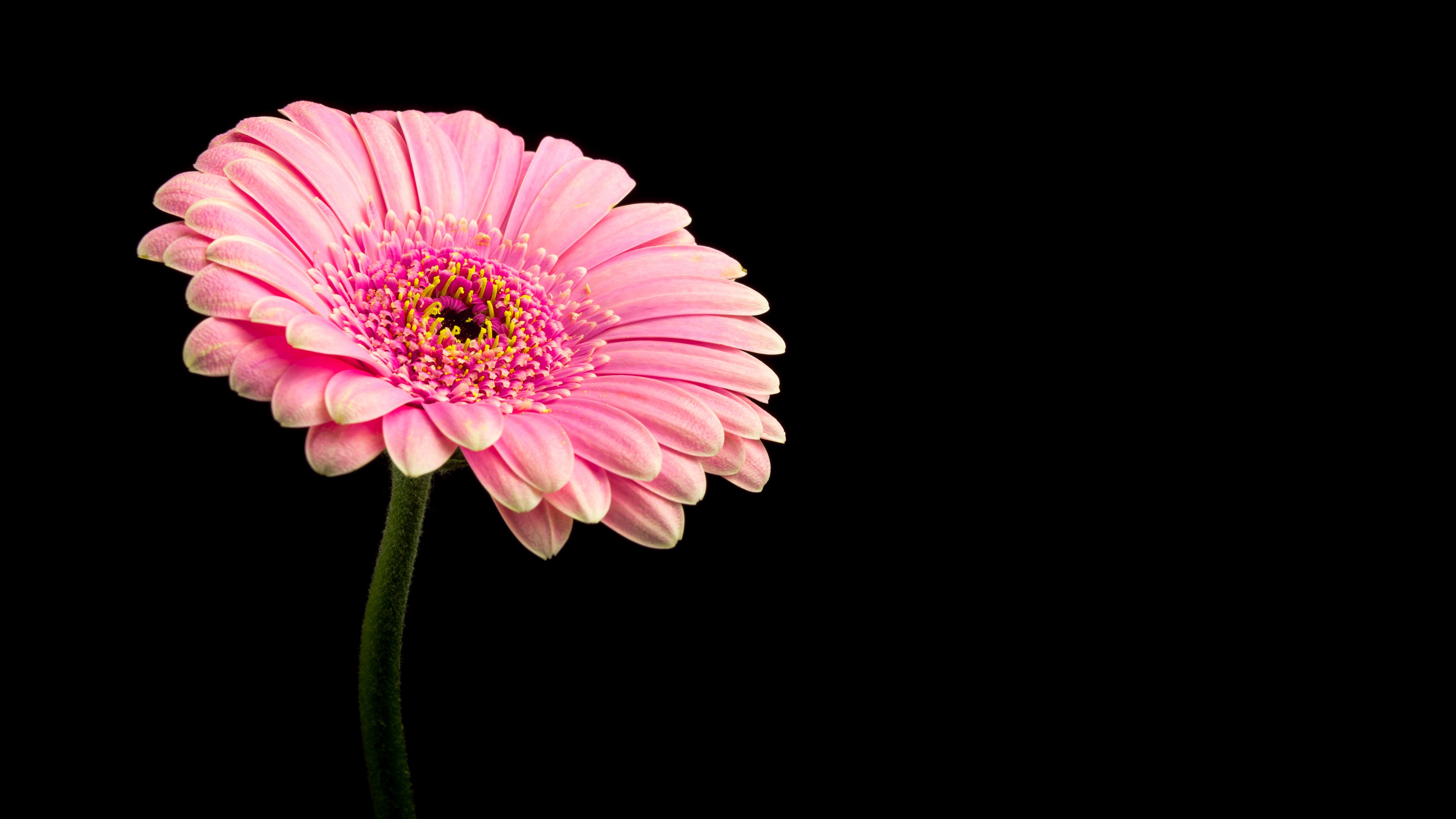 Laden Sie das Blumen, Gerbera, Blume, Erde/natur, Pinke Blume-Bild kostenlos auf Ihren PC-Desktop herunter