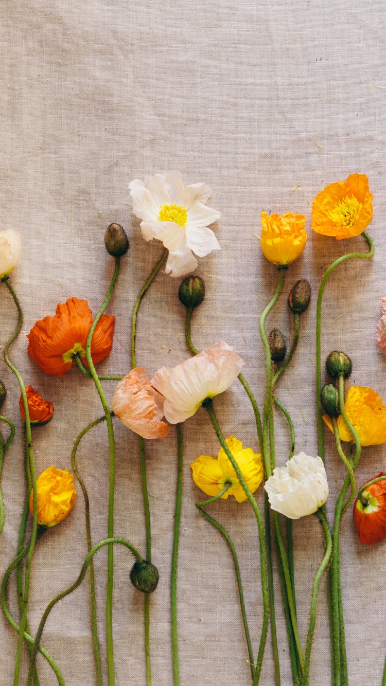 Handy-Wallpaper Mohn, Blume, Gelbe Blume, Weiße Blume, Menschengemacht, Orangene Blume kostenlos herunterladen.