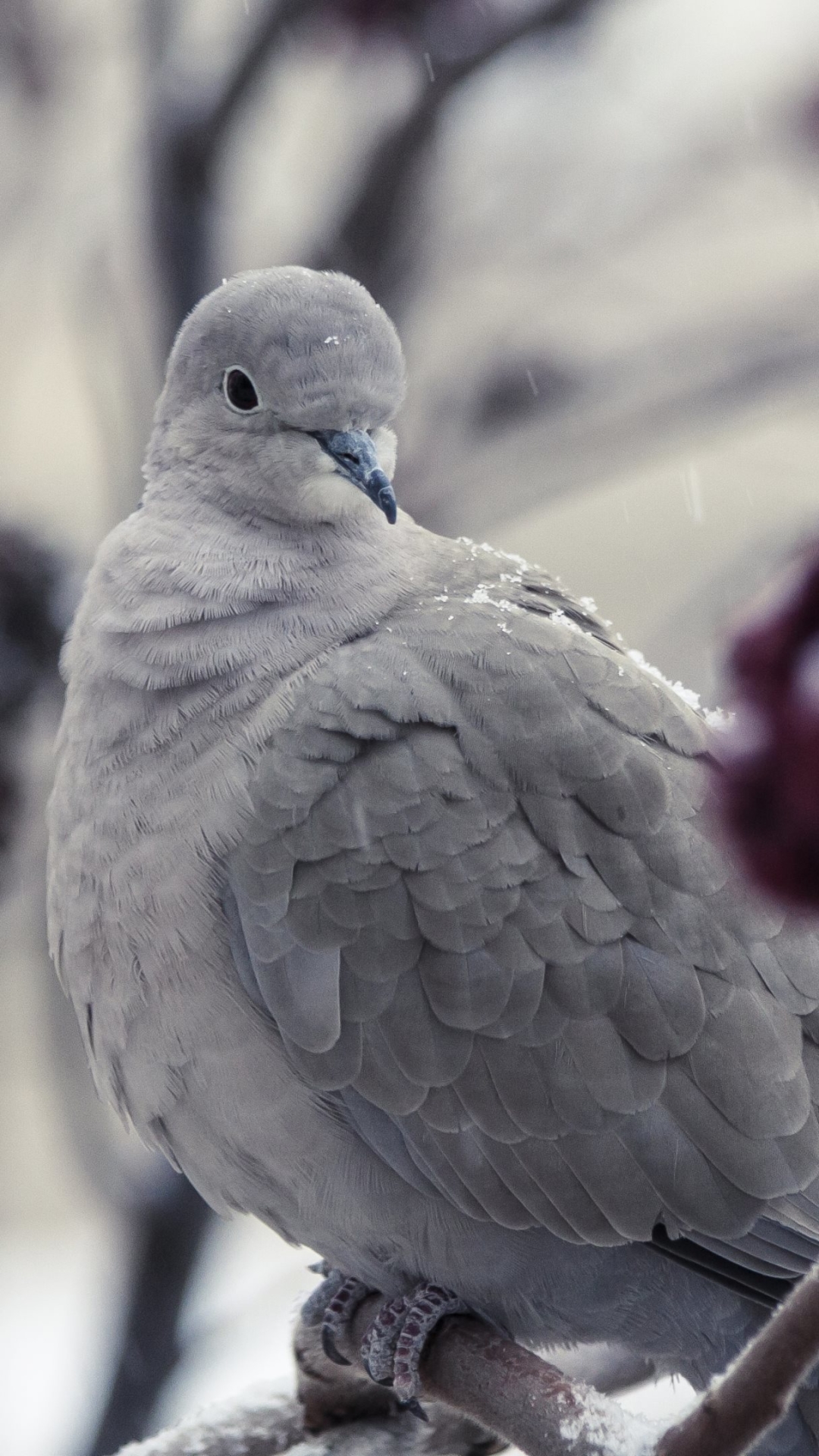 Téléchargez des papiers peints mobile Animaux, Oiseau, Colombe, Des Oiseaux gratuitement.