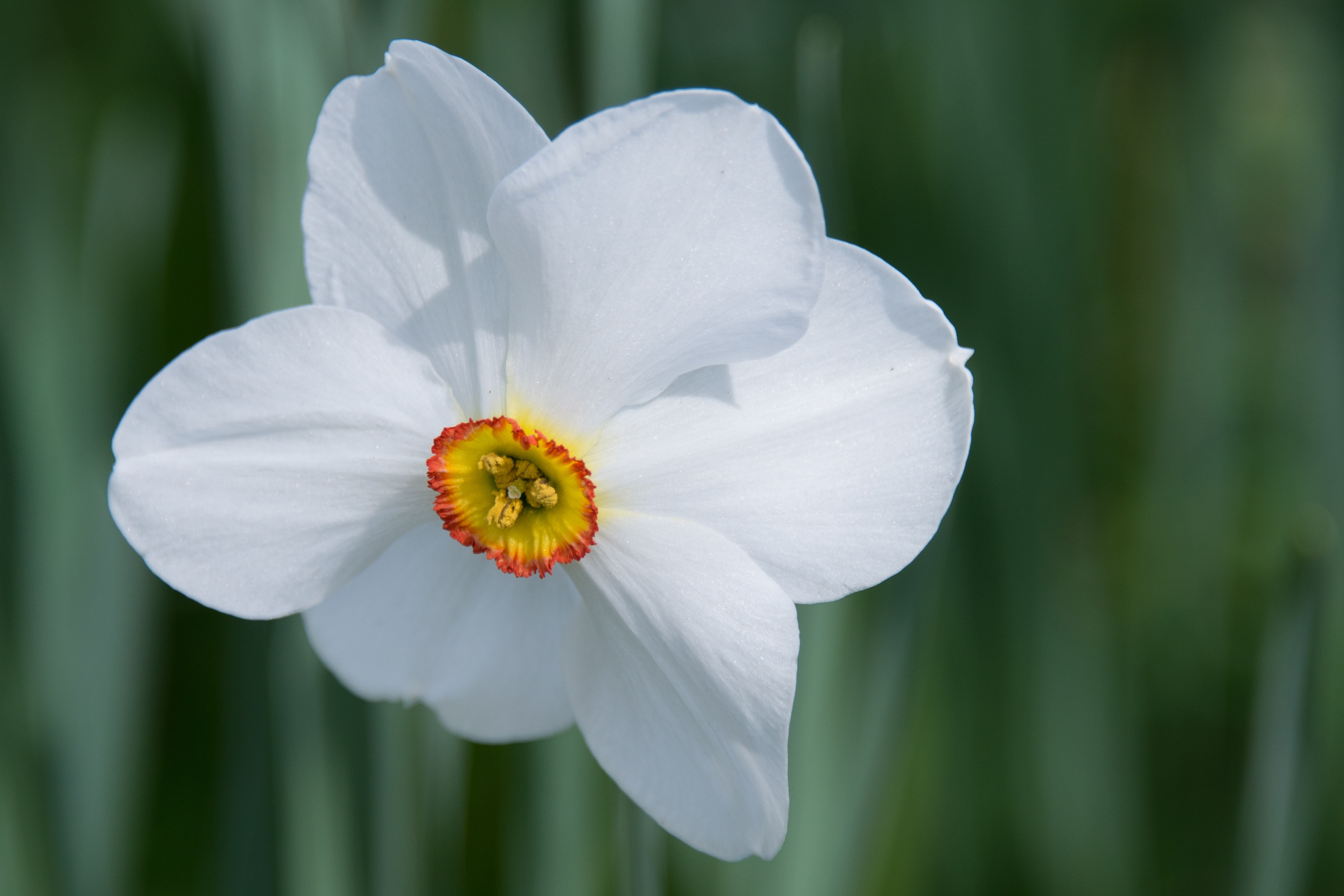 Free download wallpaper Macro, Bud, Narcissus, Flower on your PC desktop