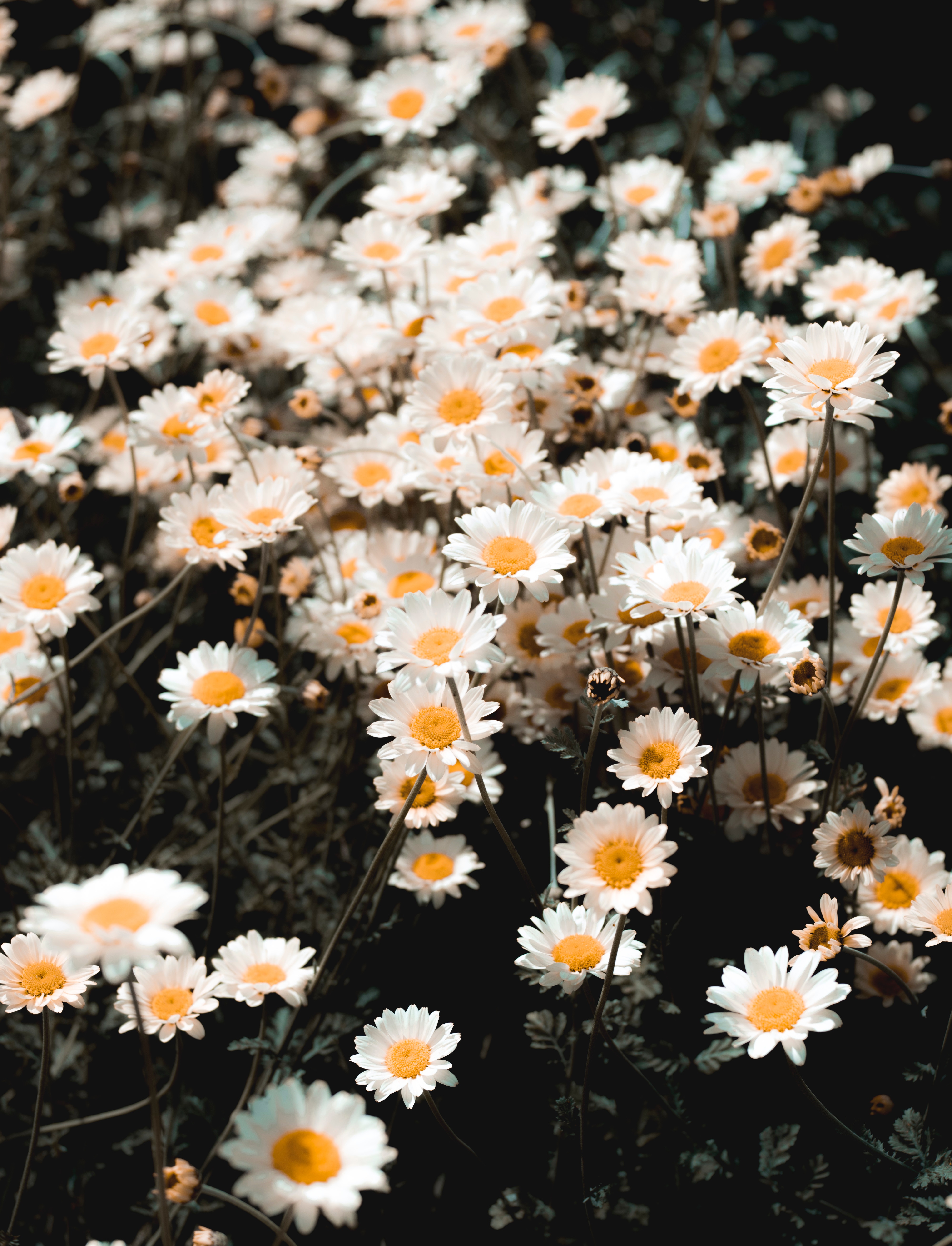 116333 descargar imagen flores, camomila, pétalos, florecer, floración, campo, polyana, claro: fondos de pantalla y protectores de pantalla gratis