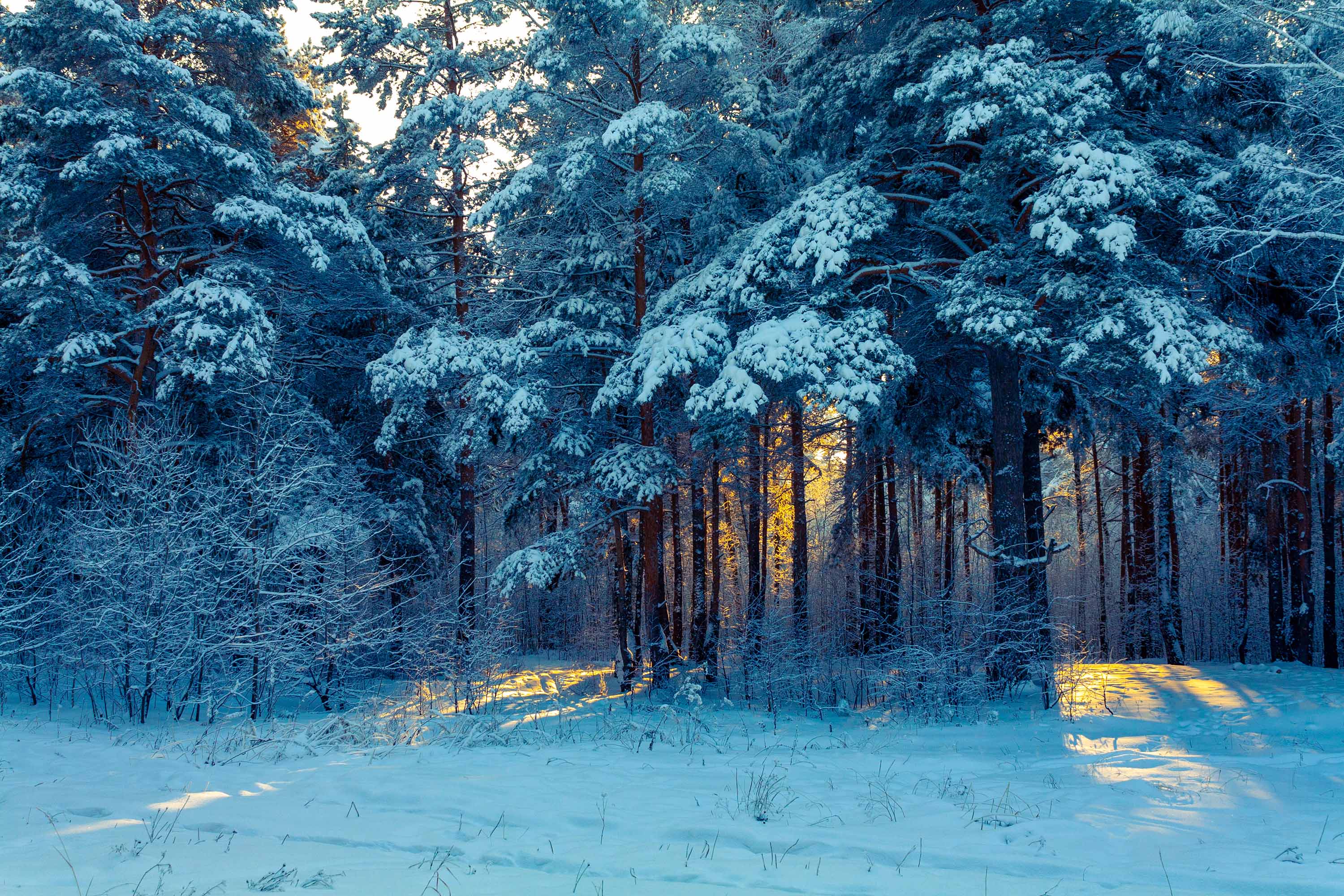 Download mobile wallpaper Winter, Snow, Forest, Tree, Sunrise, Earth for free.