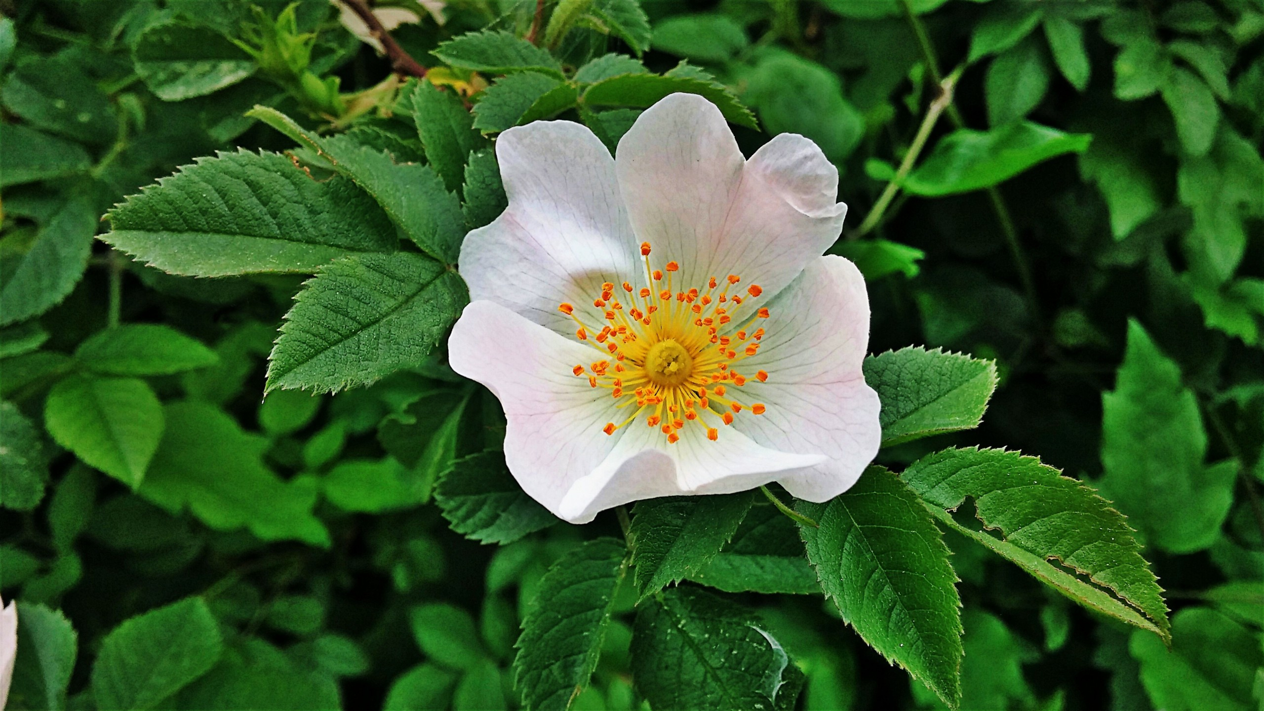 Baixar papel de parede para celular de Flores, Flor, Folha, Flor Branca, Terra/natureza gratuito.