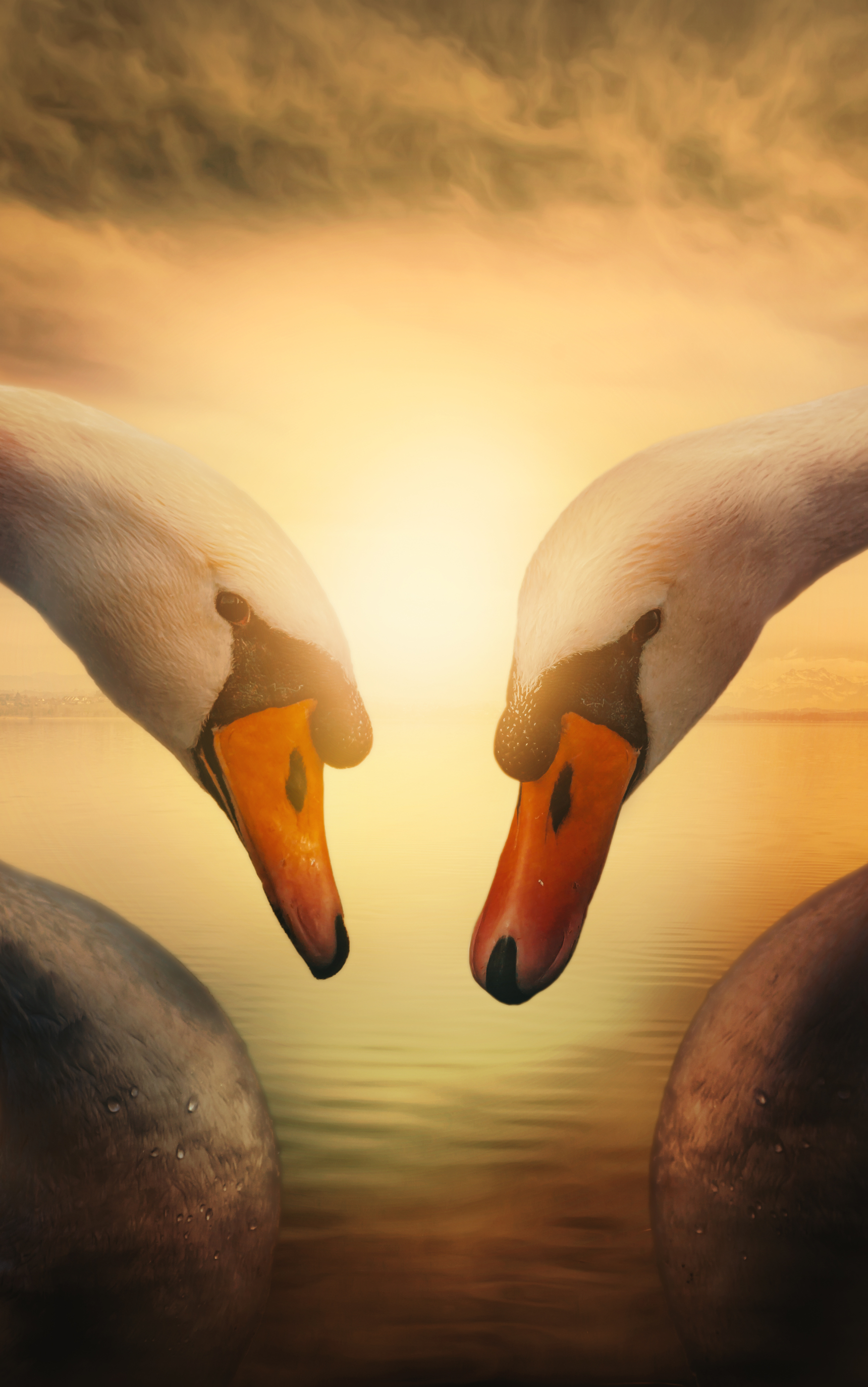 Download mobile wallpaper Birds, Love, Couple, Animal, Swan, Mute Swan for free.
